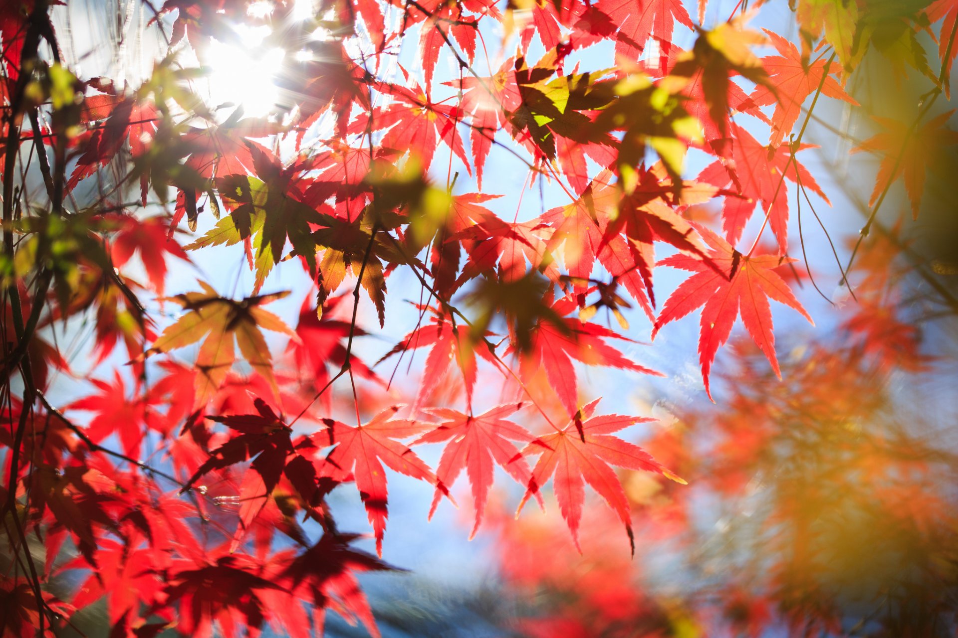 automne arbre érable feuilles rouge couronne