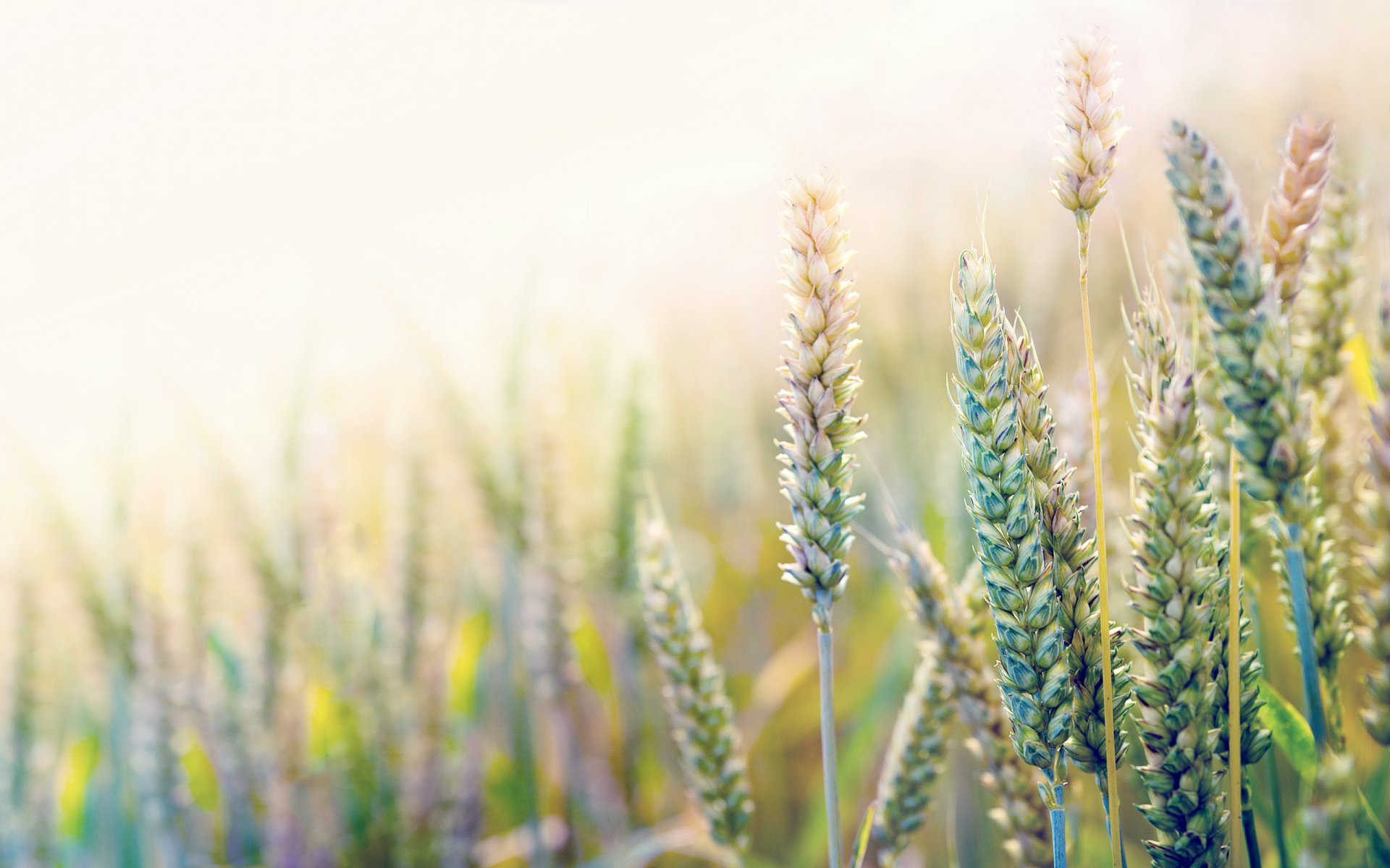 macro spighe grano campo soleggiato