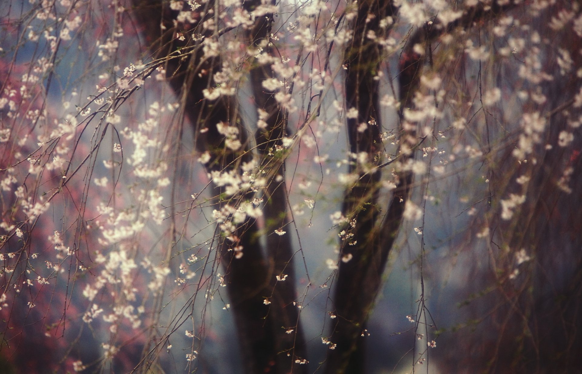 cherry bloom tree flower spring nature