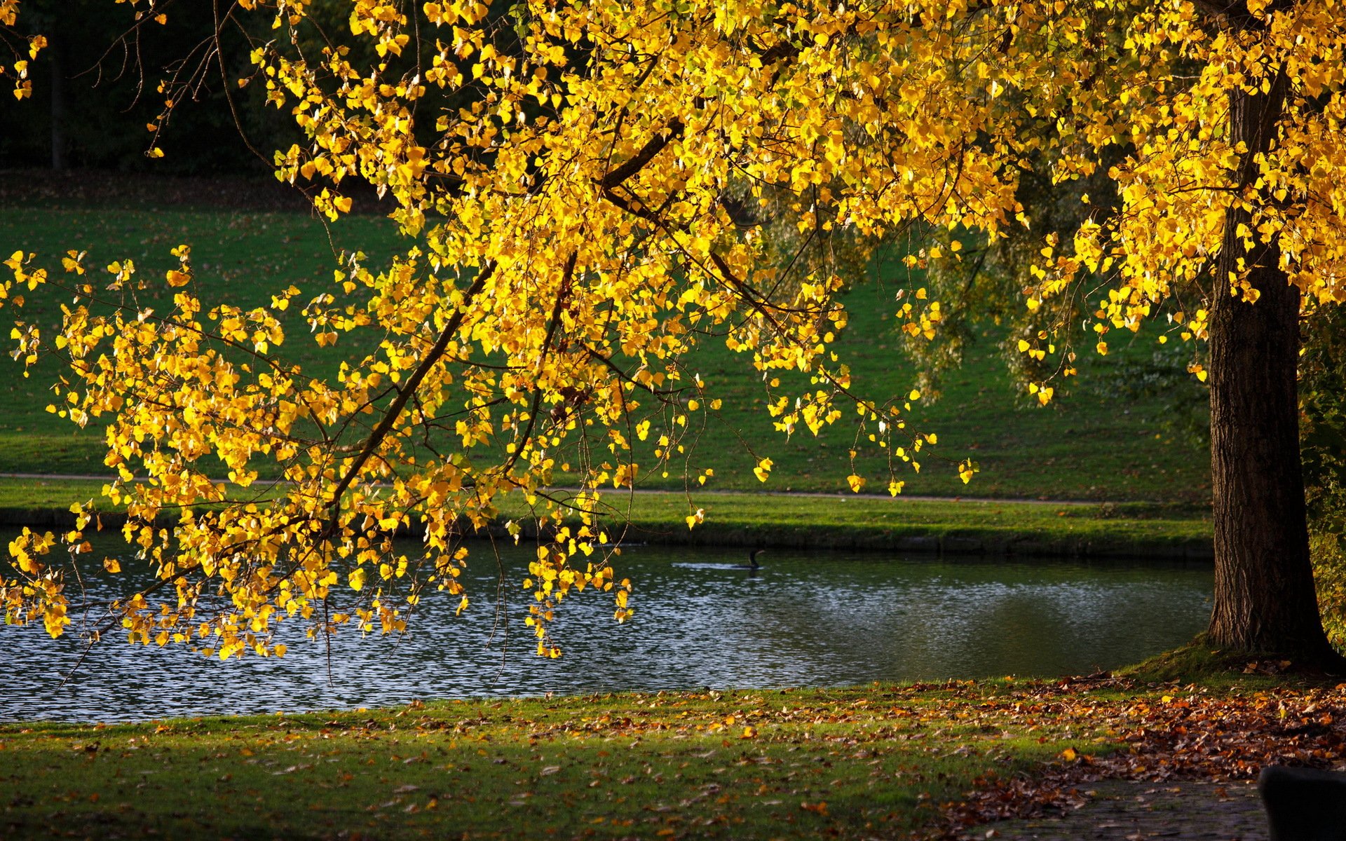 park natur herbst