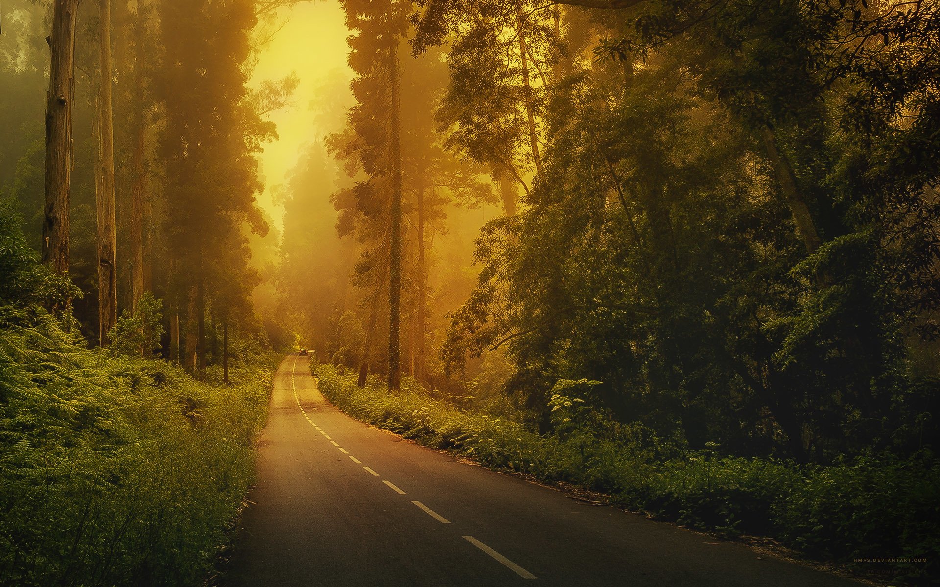 strada segnaletica orizzontale foresta auto alberi erba nebbia