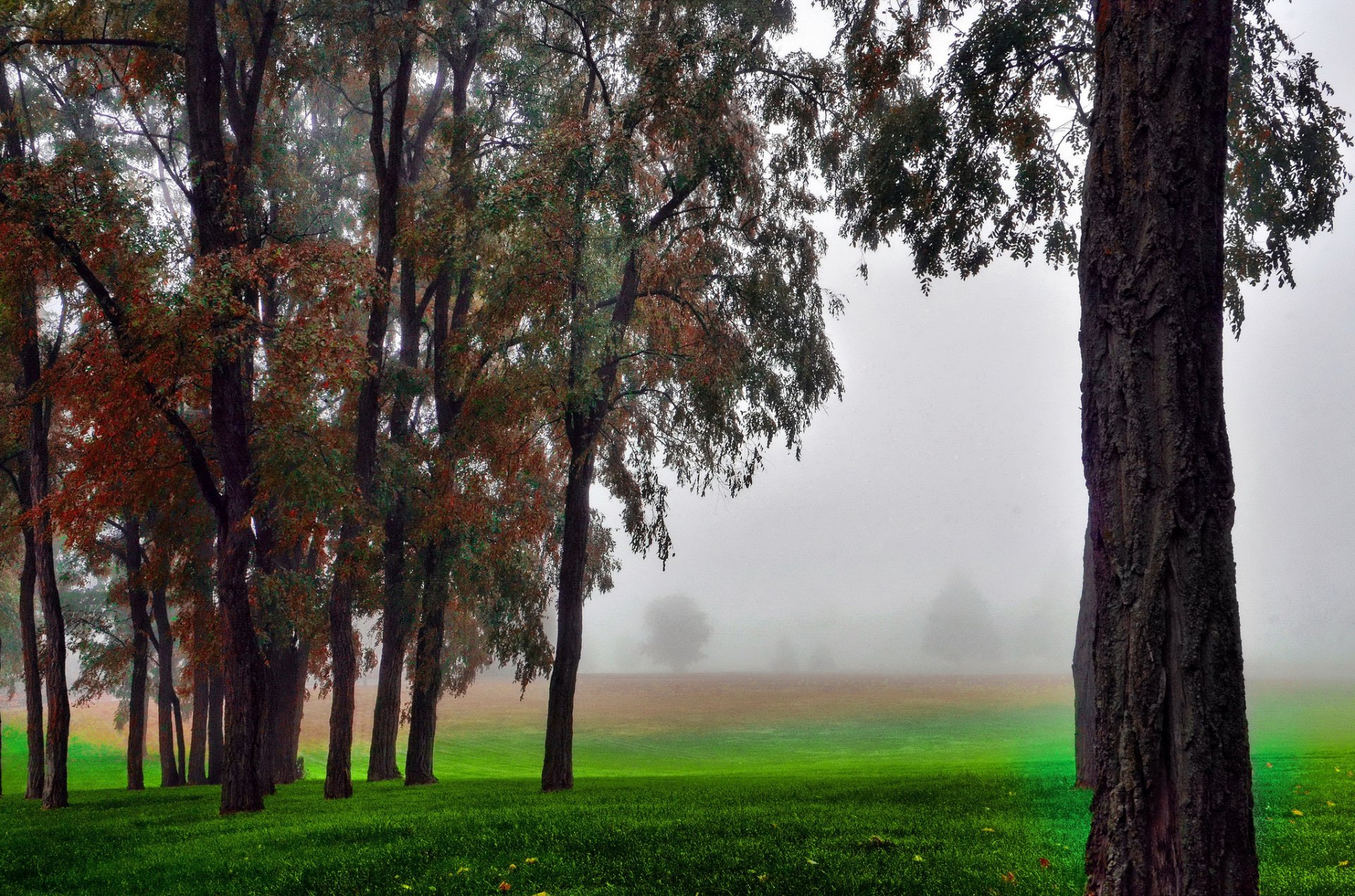 herbst nebel feld bäume gras