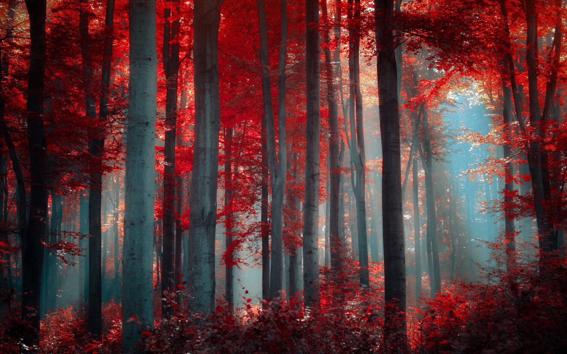 forêt arbres nature