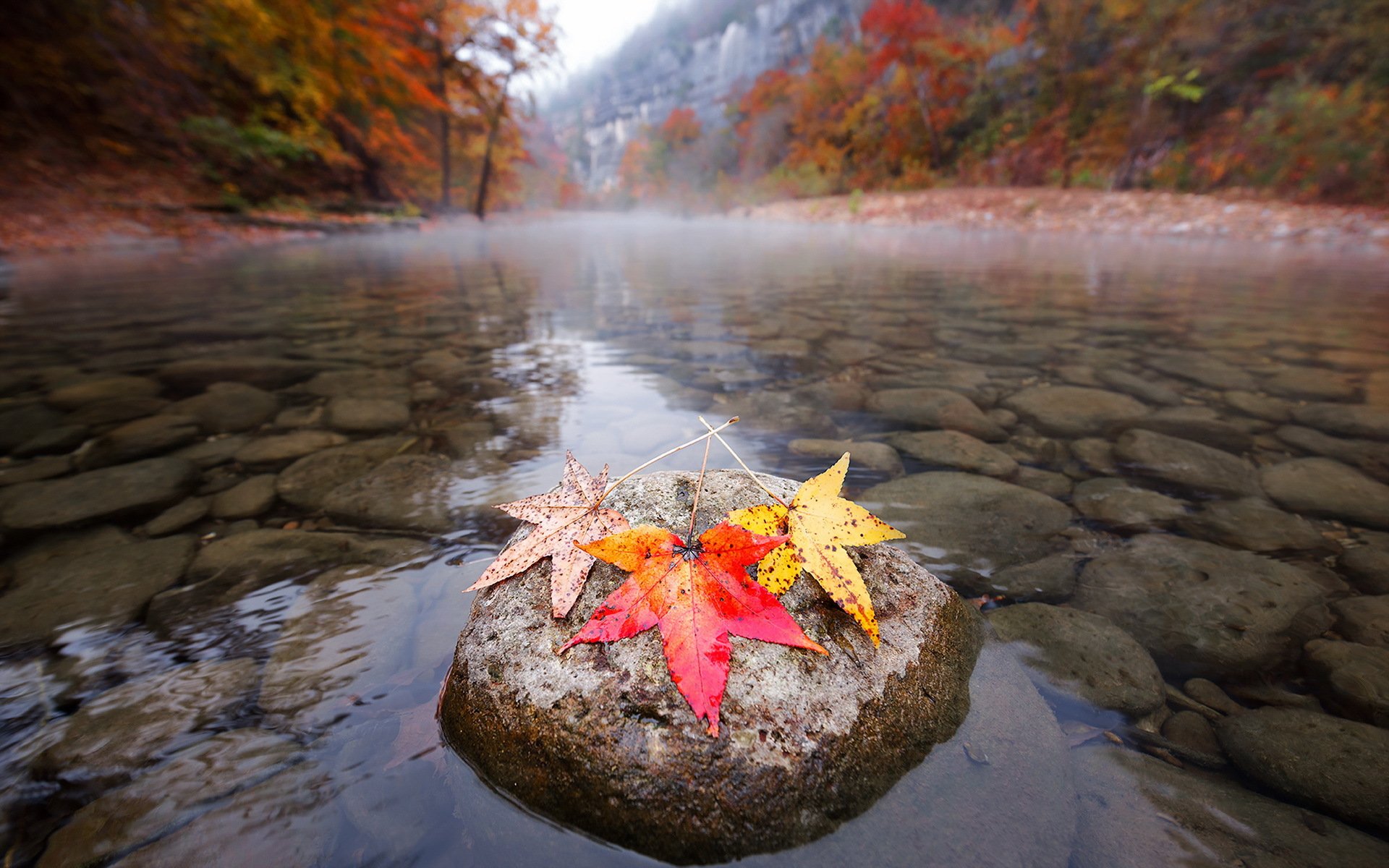 river leaves autumn