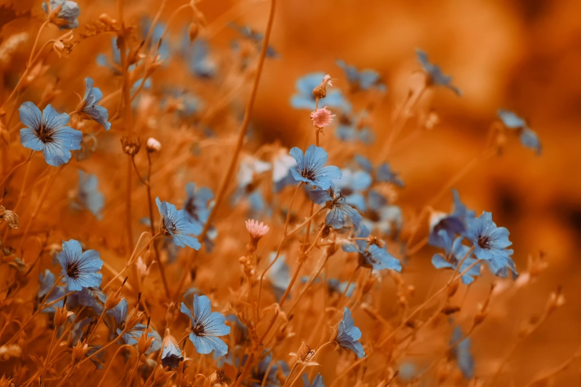 flowers background bokeh