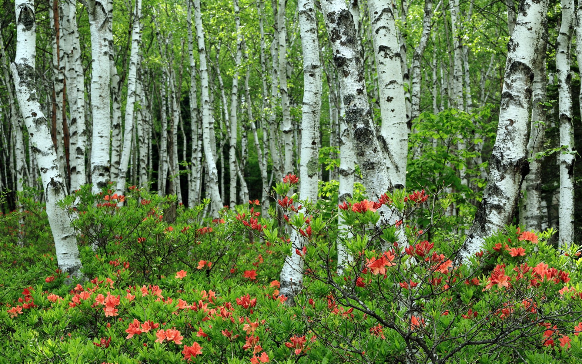 arboleda naturaleza