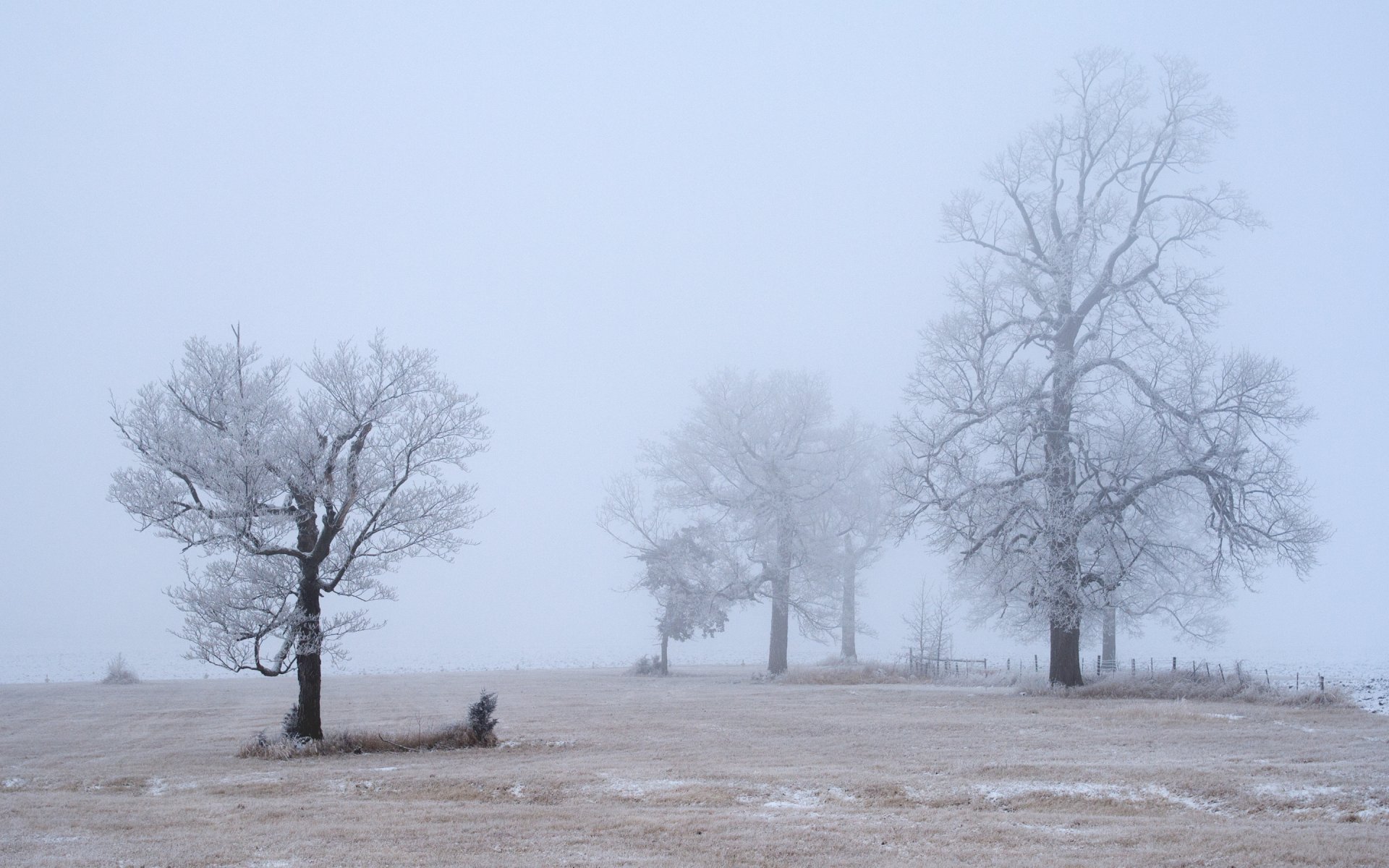 alberi brina mattina