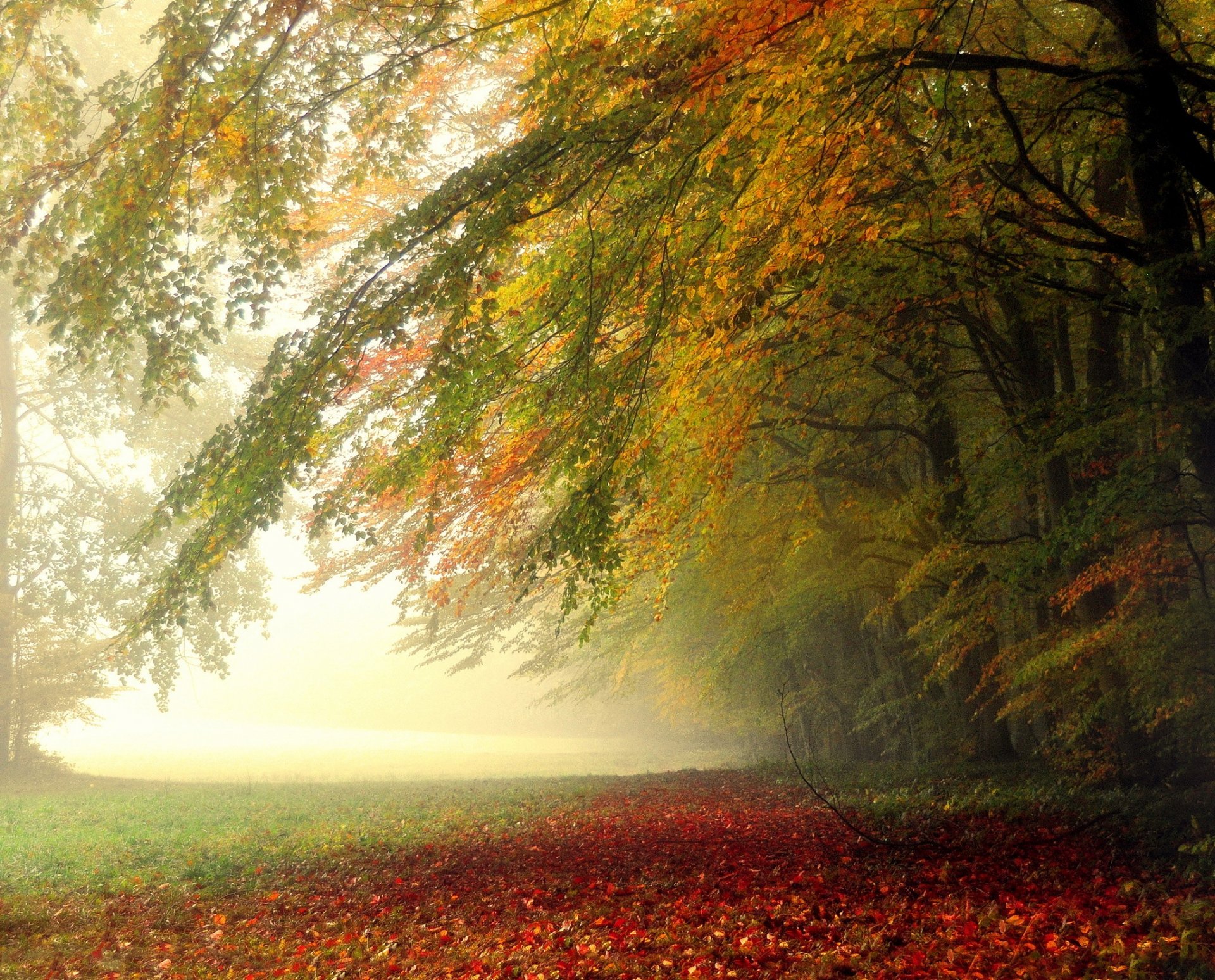 foresta alberi foglie mattina