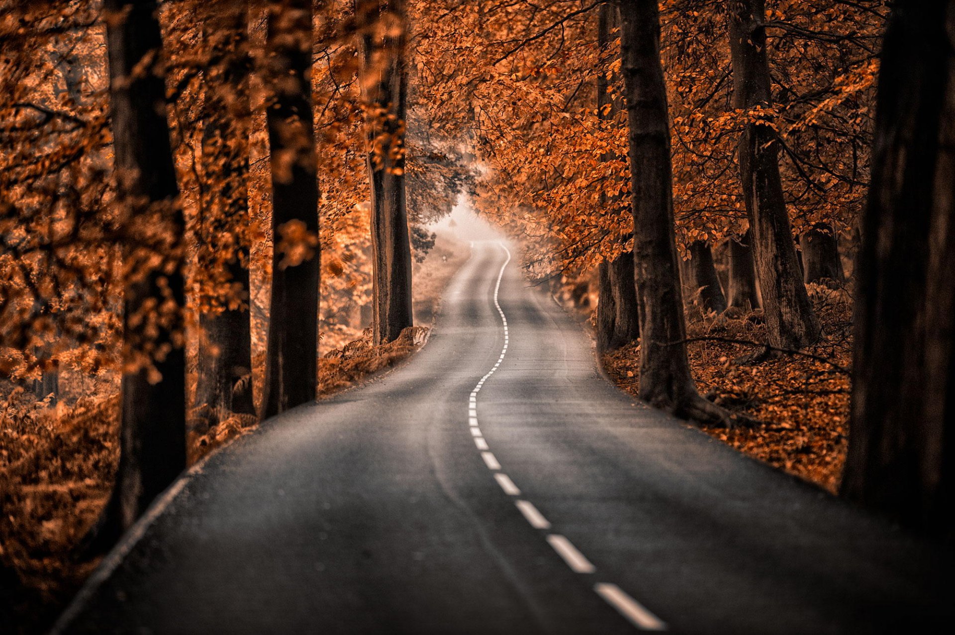 route arbres automne forêt parc nature