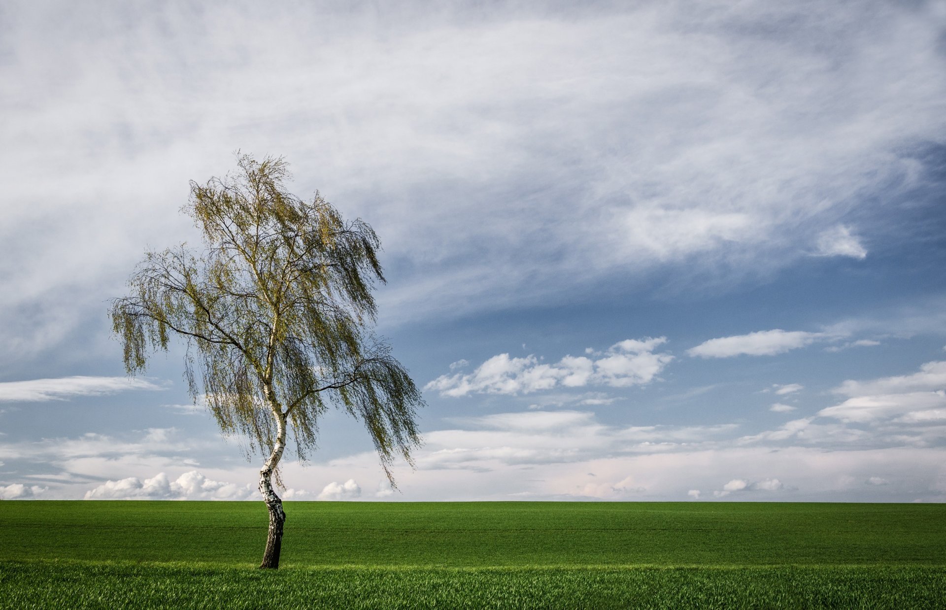 baum feld