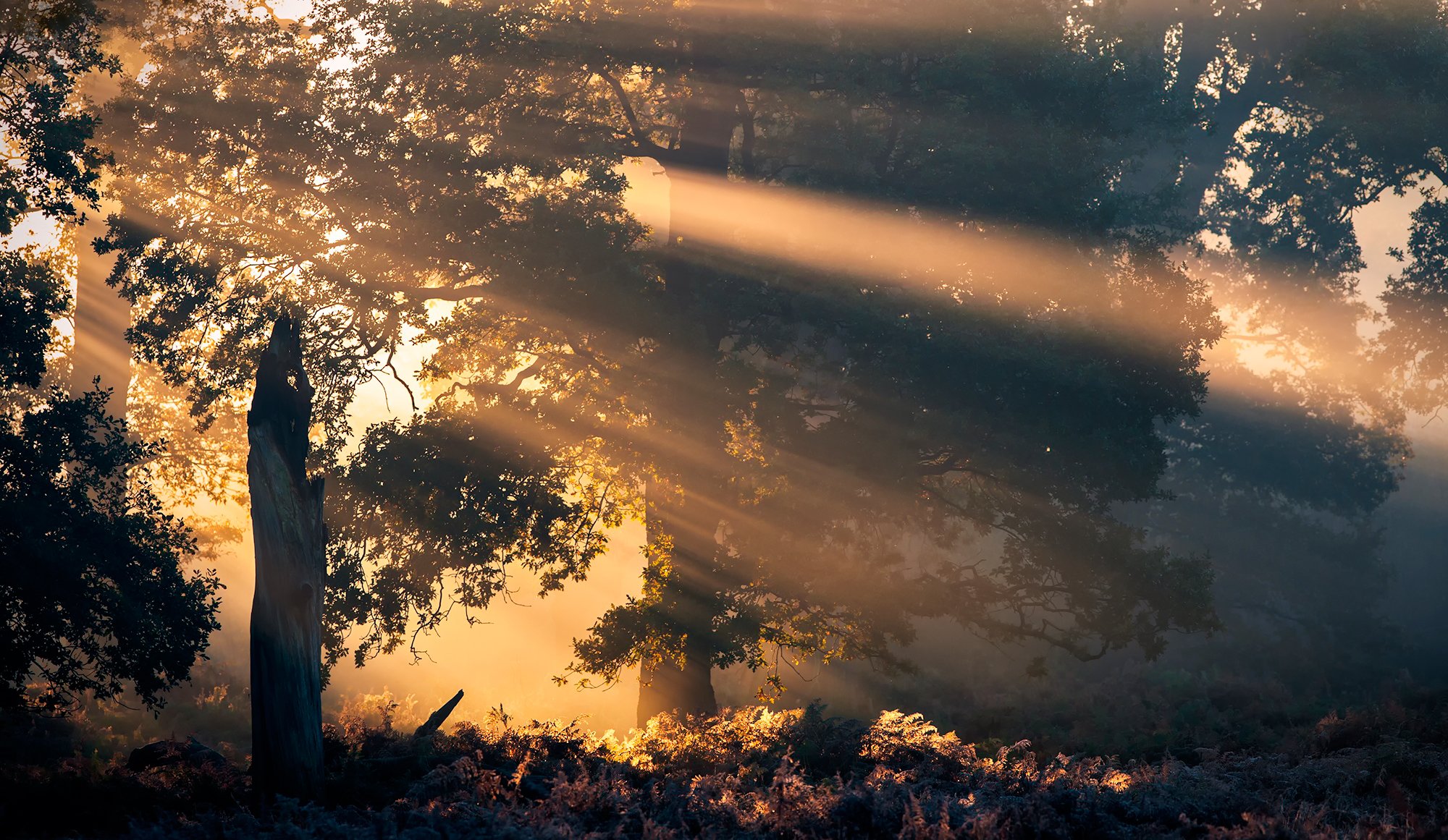 forêt arbres rayons de soleil