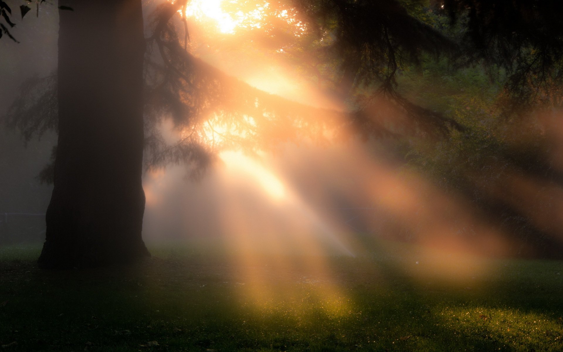 matin arbre brouillard nature