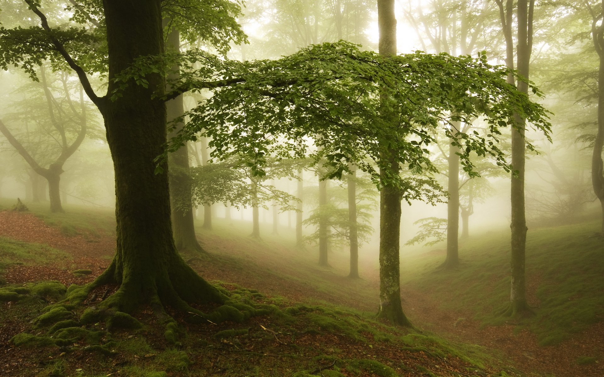 wald nebel natur