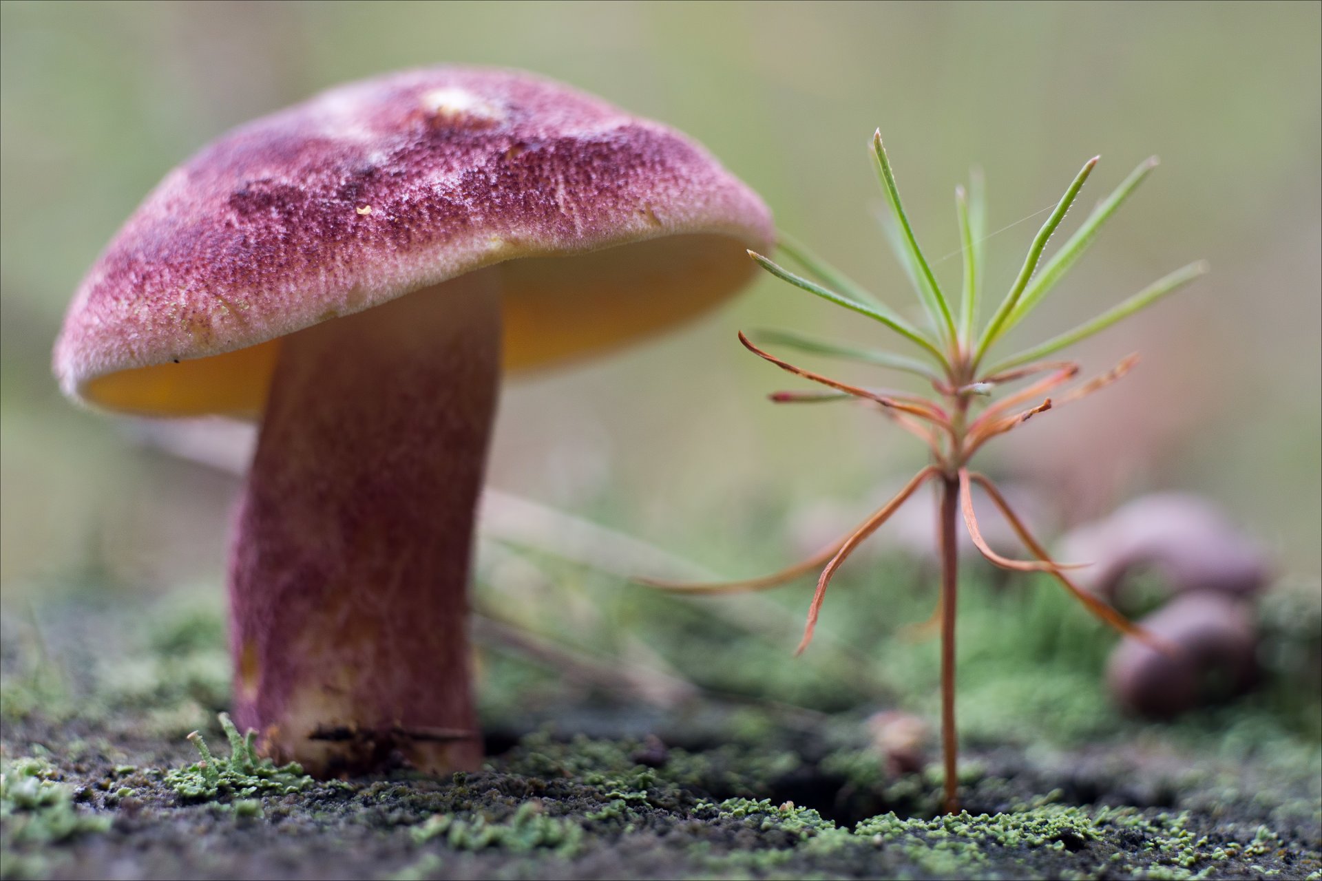 nature champignon plante mousse