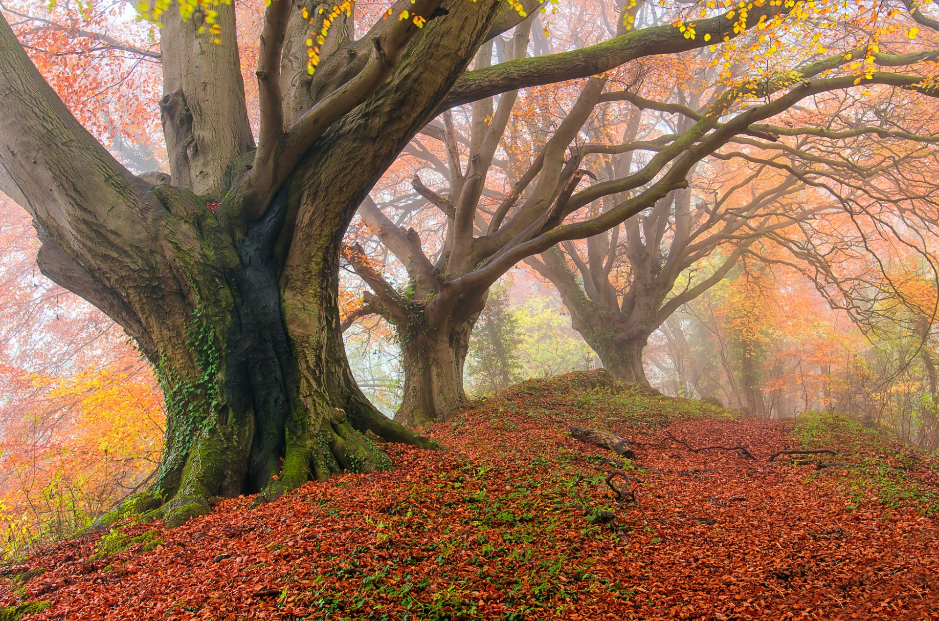 forest autumn fog