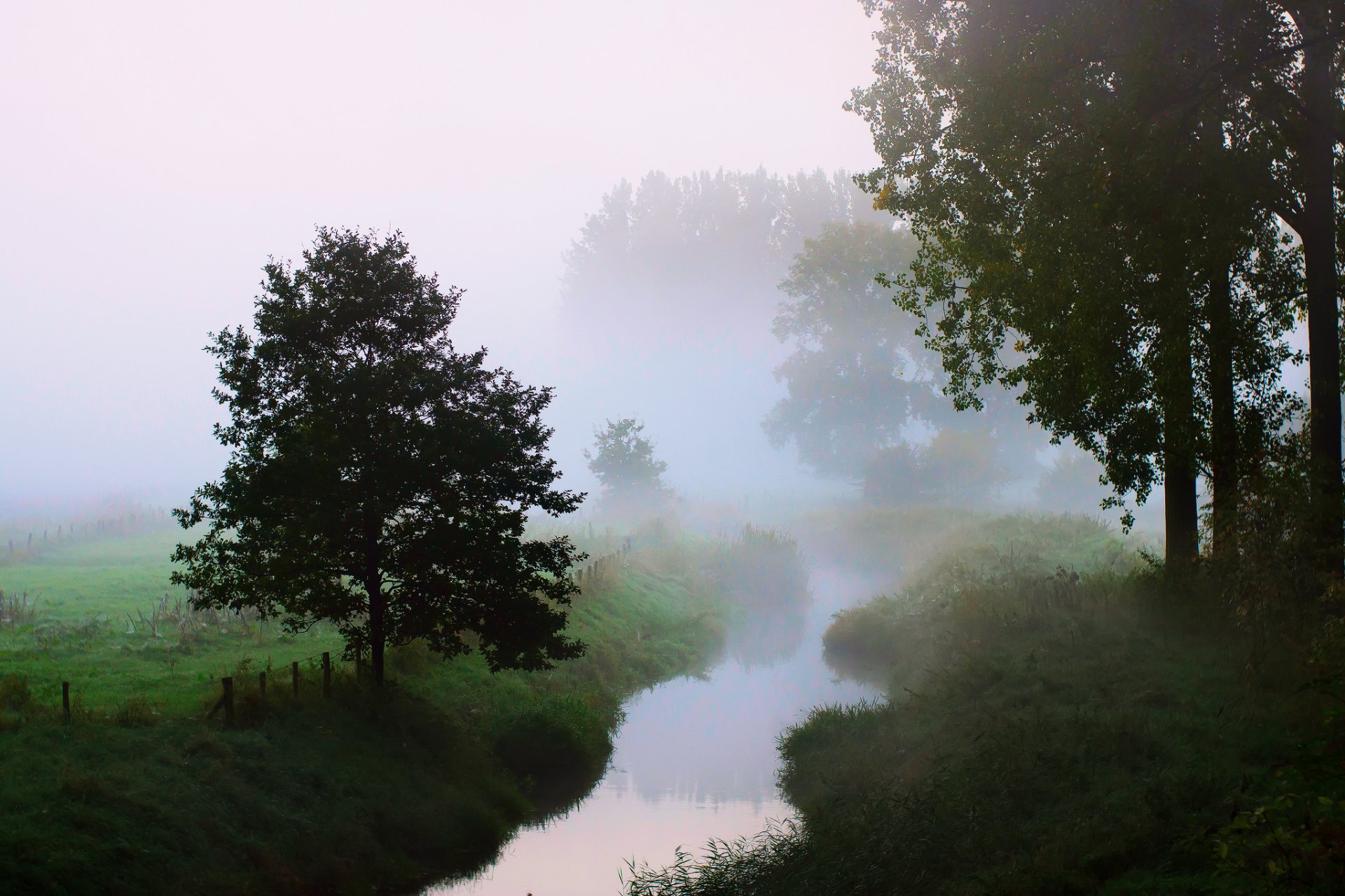 nature morning river tree fog