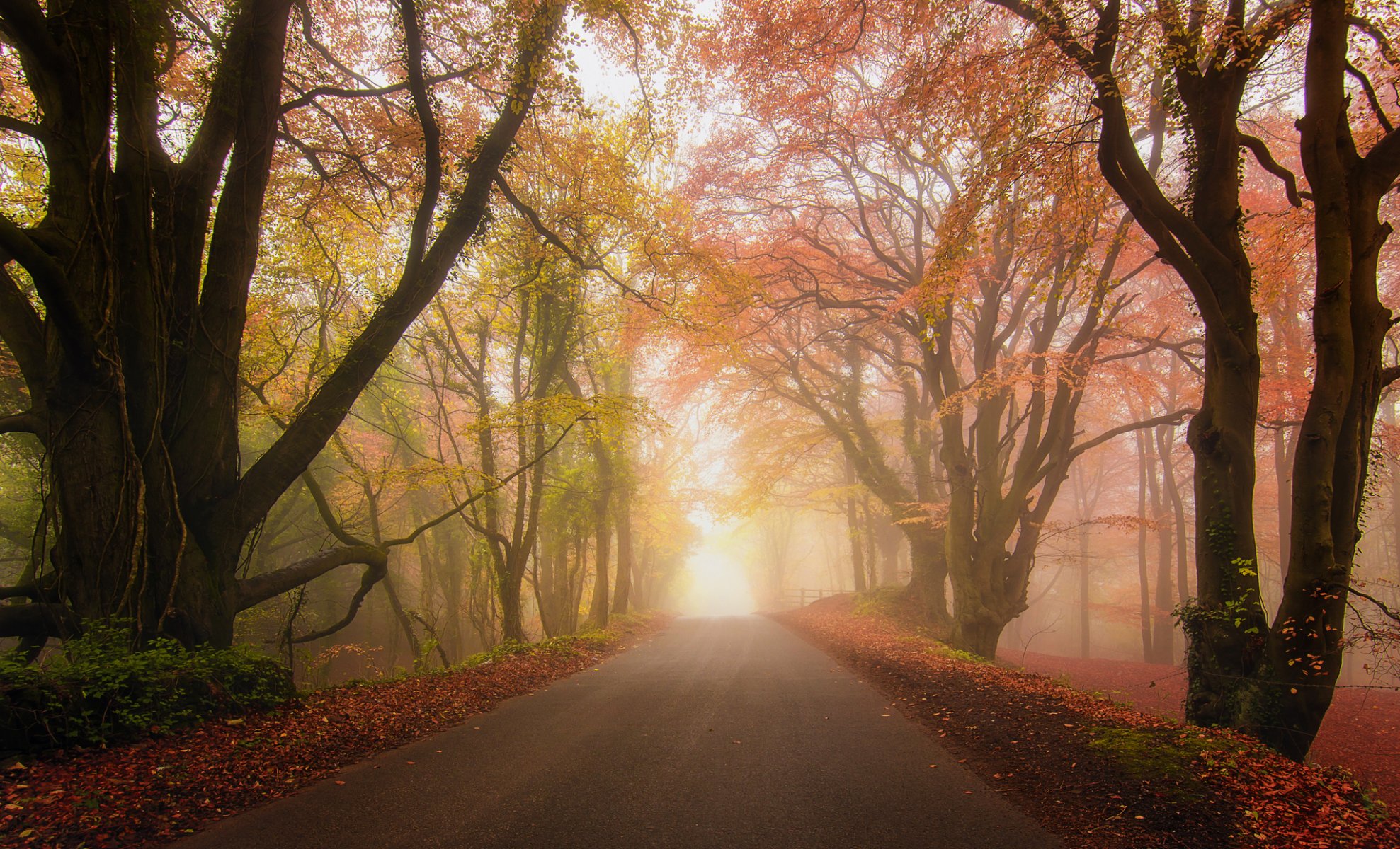 bosque parque carretera niebla otoño