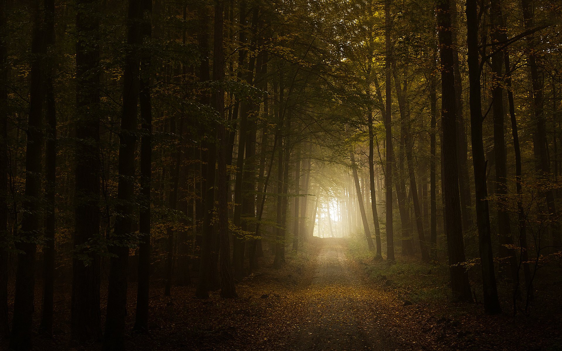 herbst wald straße