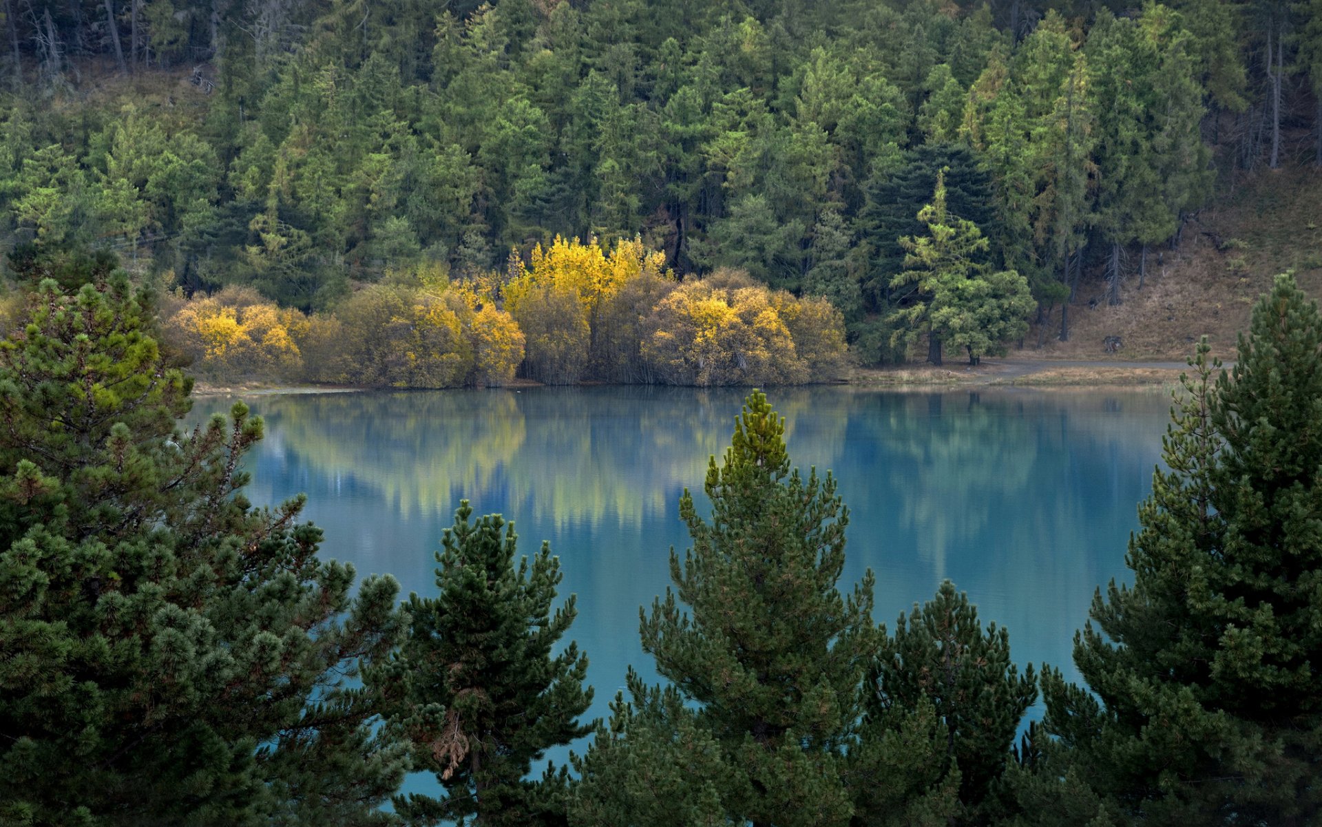 bosque lago otoño