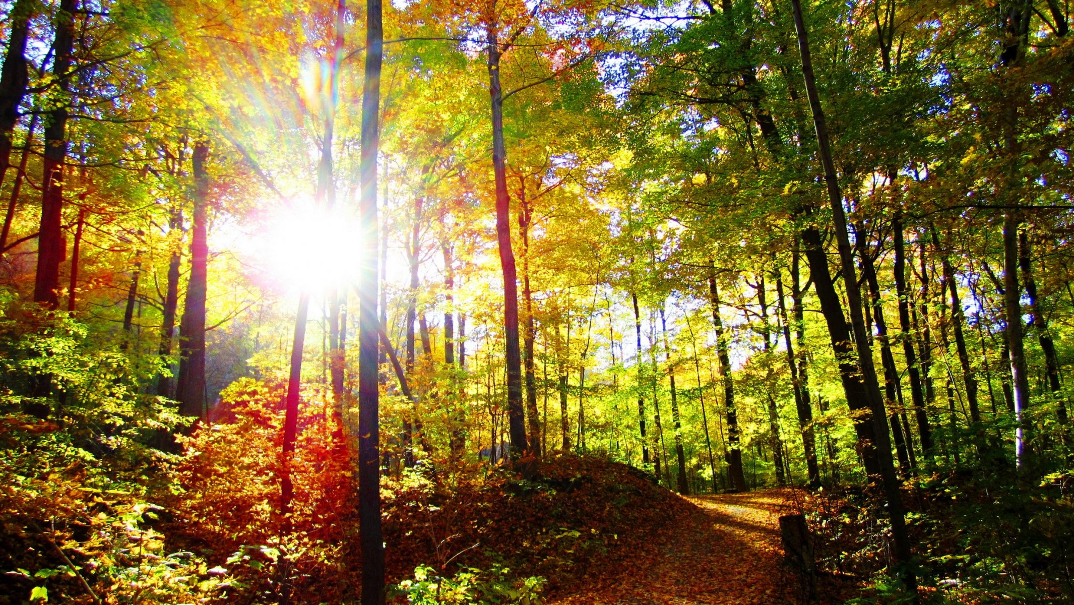 forest autumn tree sun trail light rays nature photo