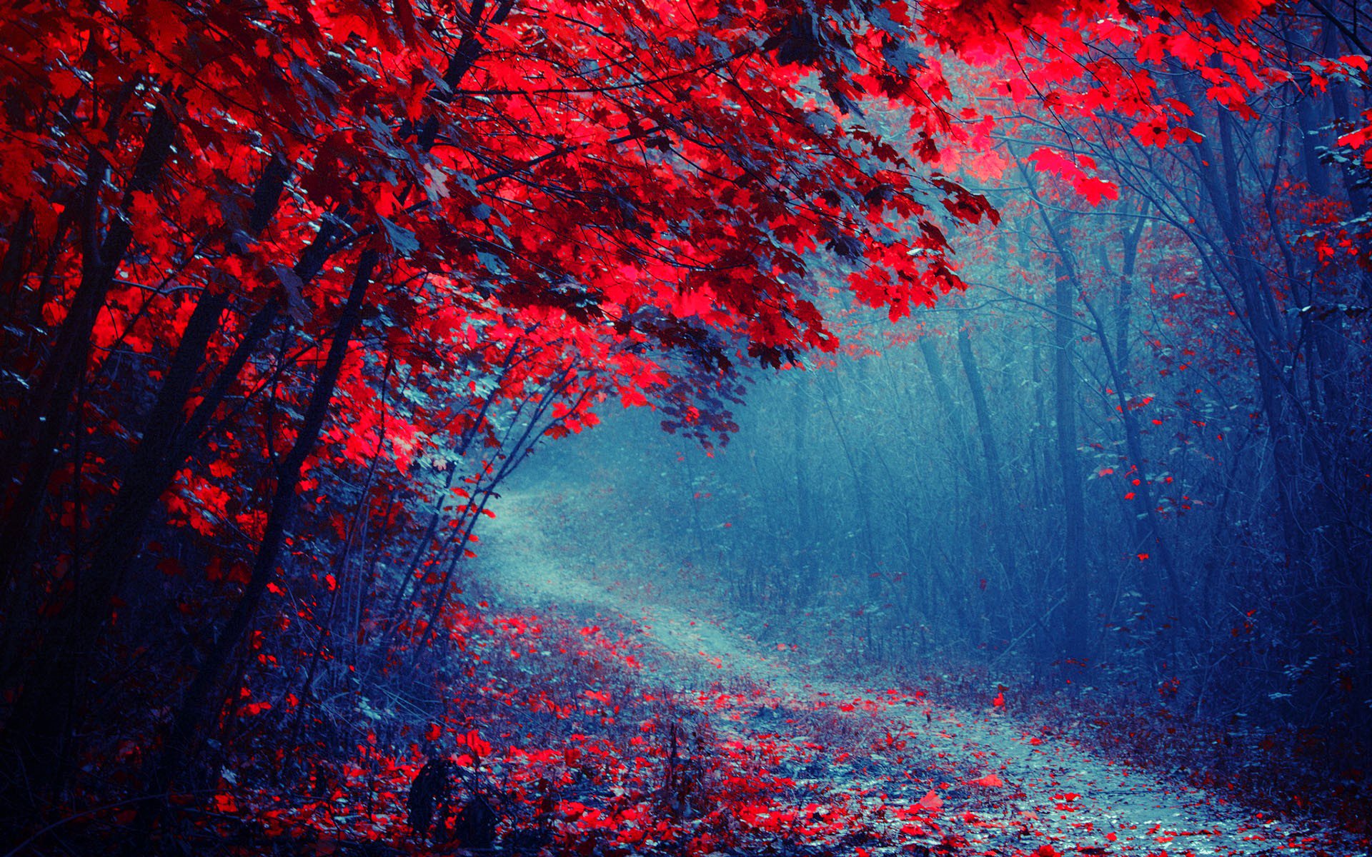 wald straße bäume herbst purpurrot nebel park fußweg