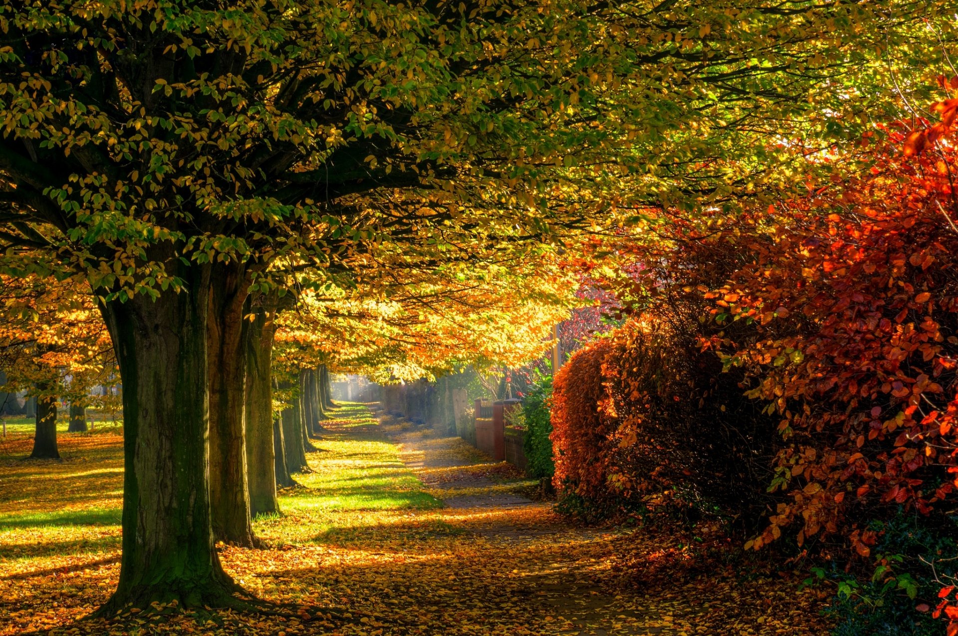 nature forêt parc arbres feuilles coloré route automne automne couleurs promenade