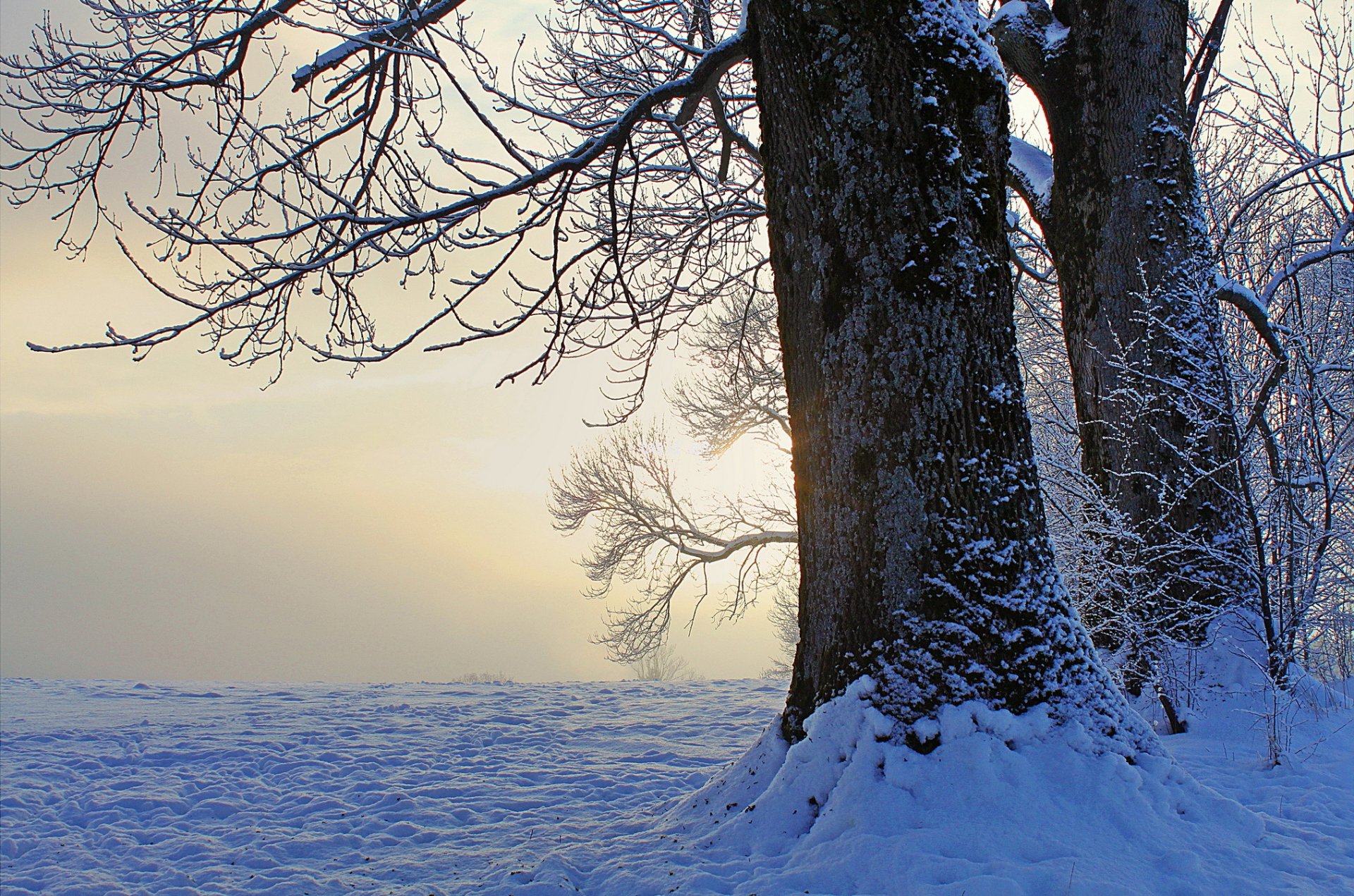 winter schnee bäume abend sonnenuntergang