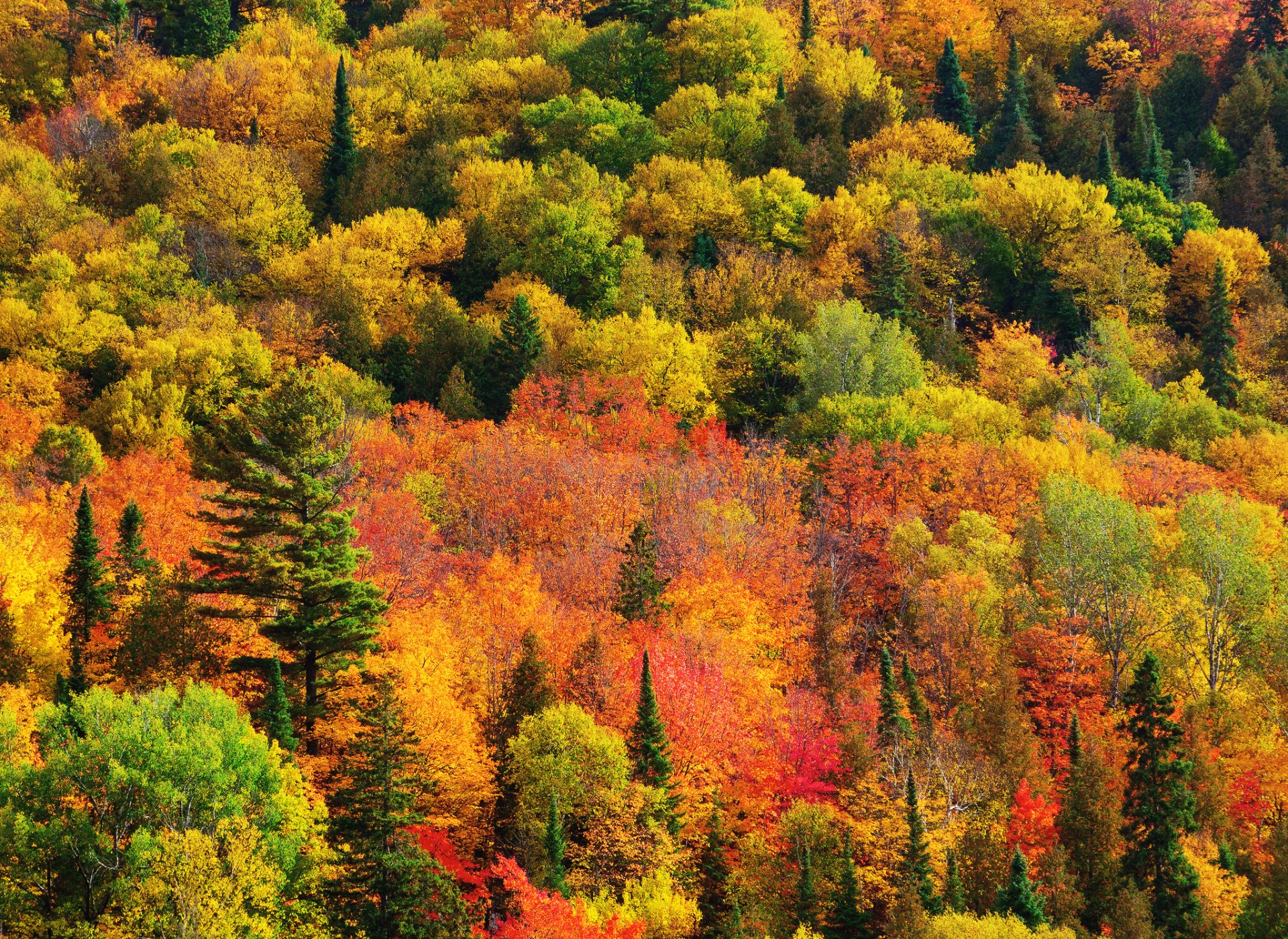 nature canada ontario forest paint autumn