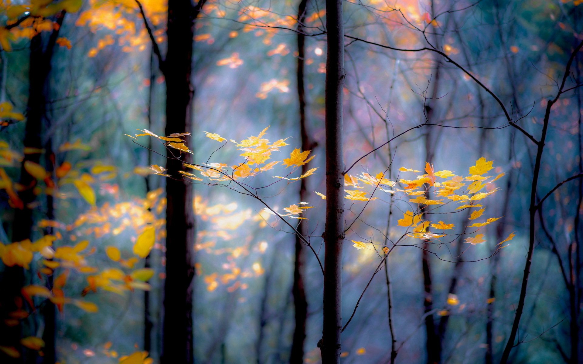 foresta alberi rami foglie autunno giallo