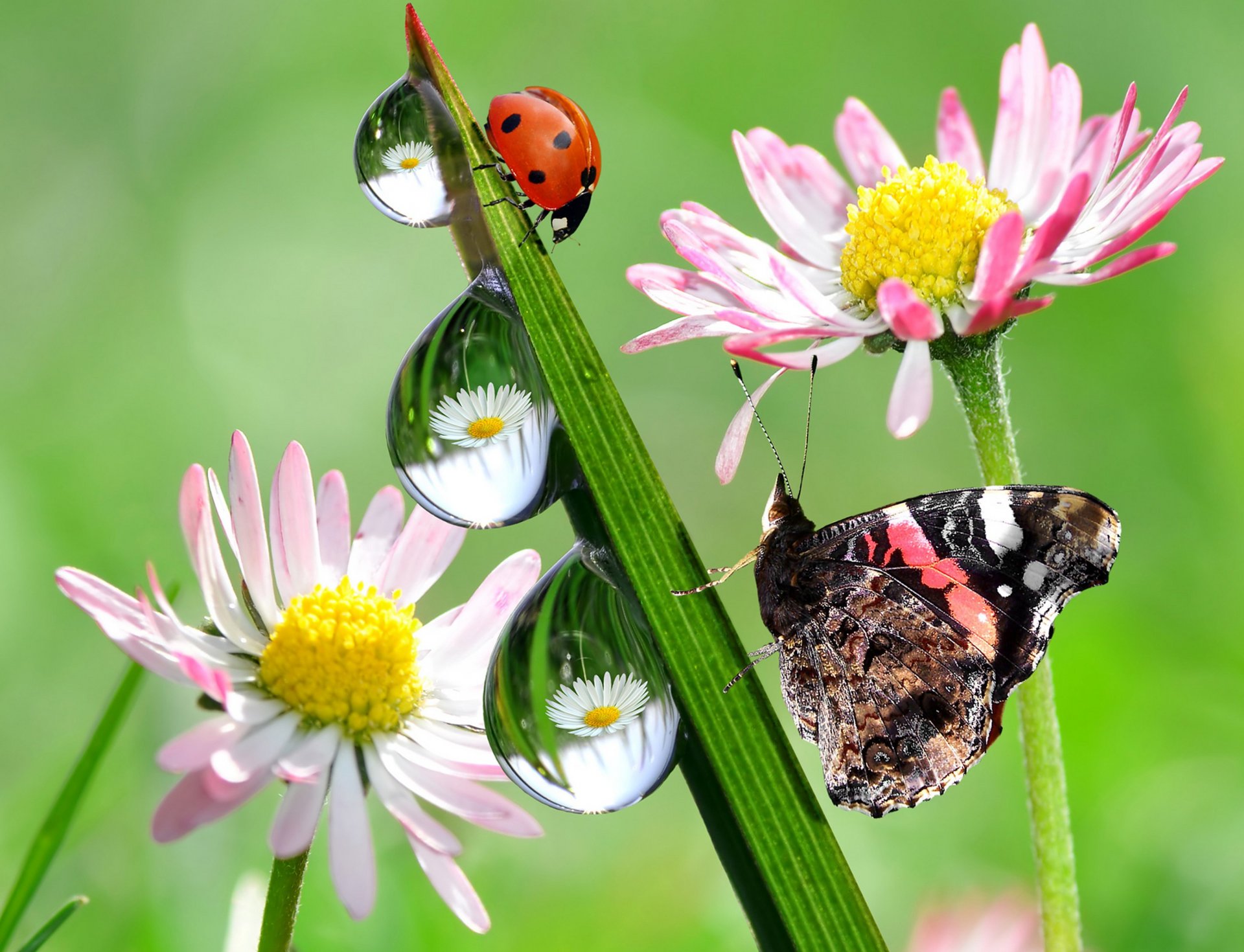 nature coccinelle papillon fleurs gouttes réflexion