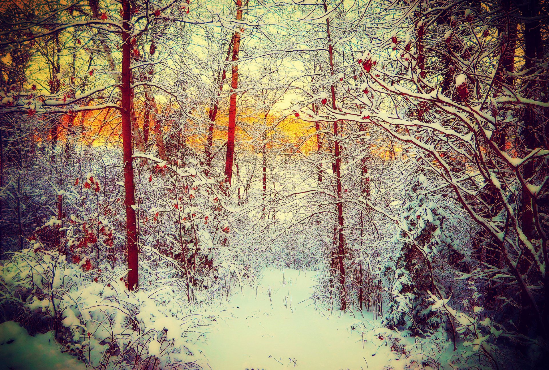 hiver neige arbres forêt