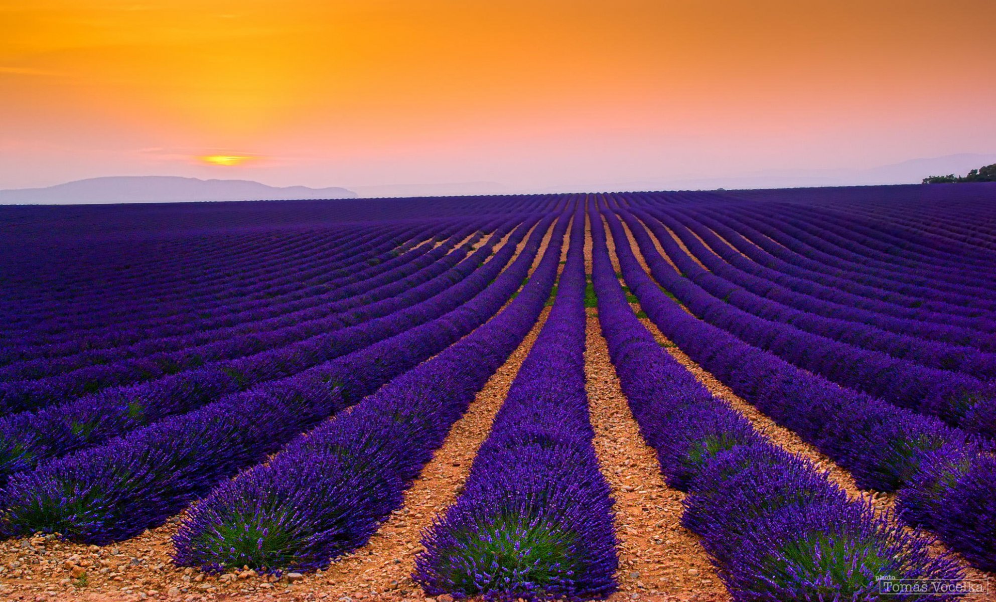 frankreich plantage lavendel feld