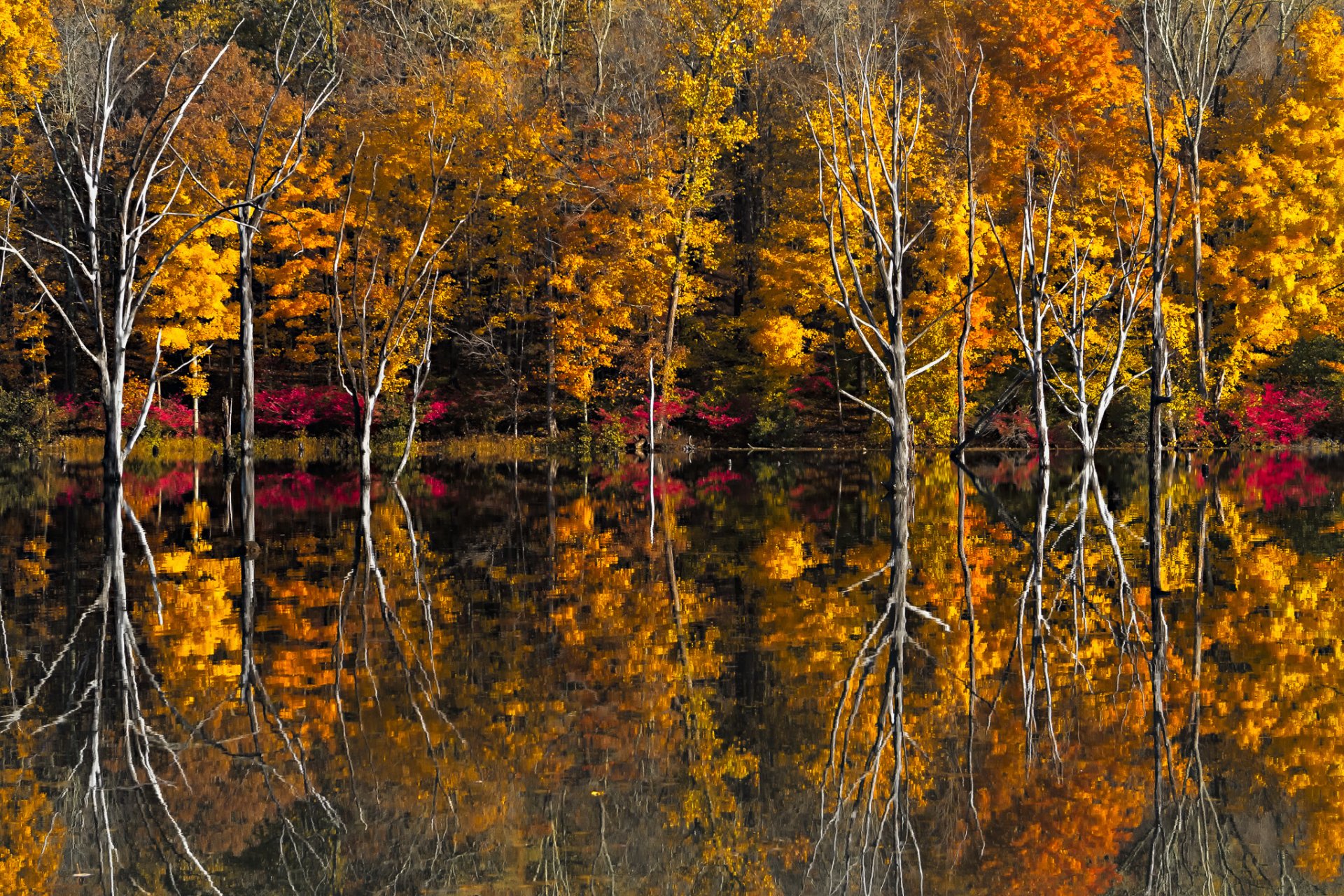 autumn tree lake reflection