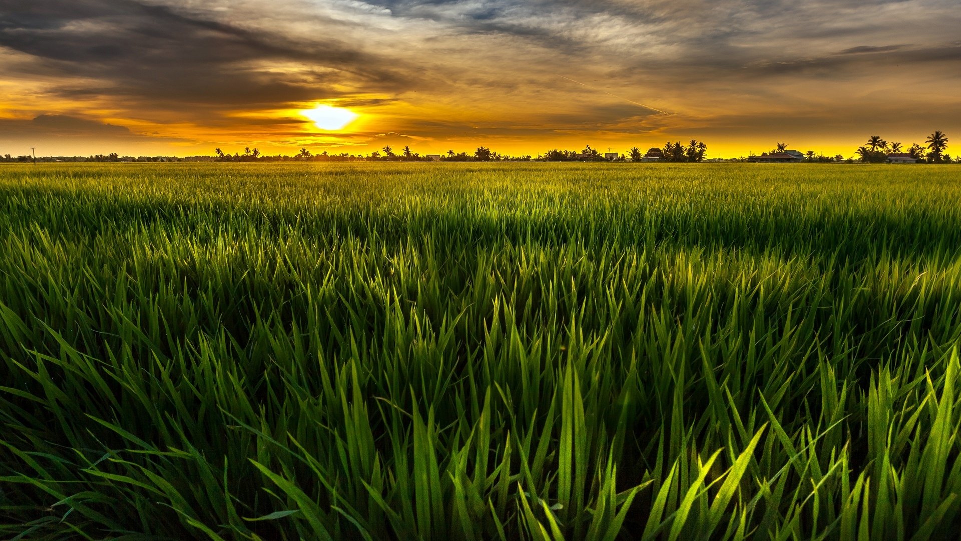 natura krajobraz zieleń słońce pole zielony niebo chmury tło tapeta panoramiczny pełny ekran panoramiczny