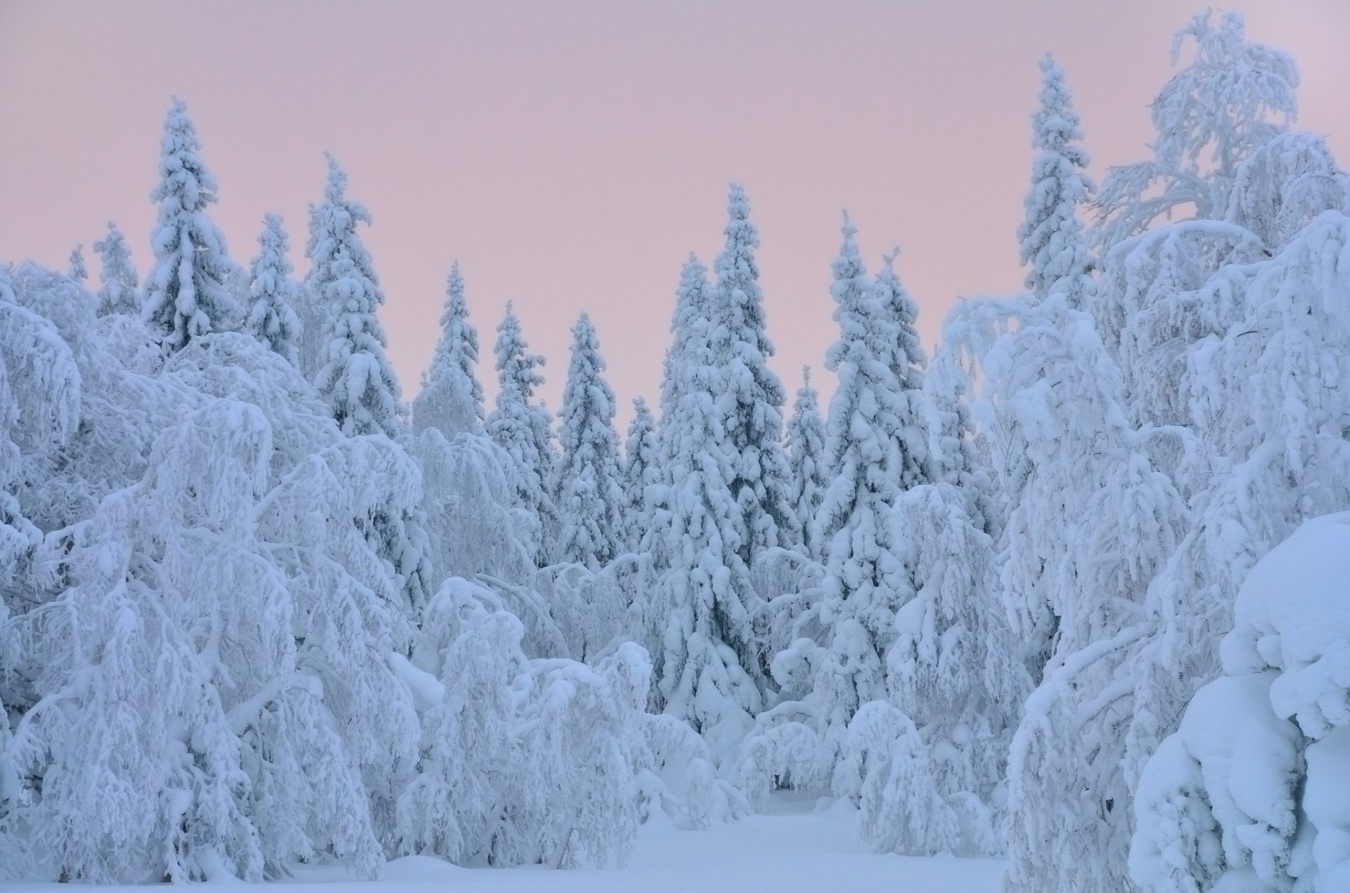 tree christmas tree snow winter