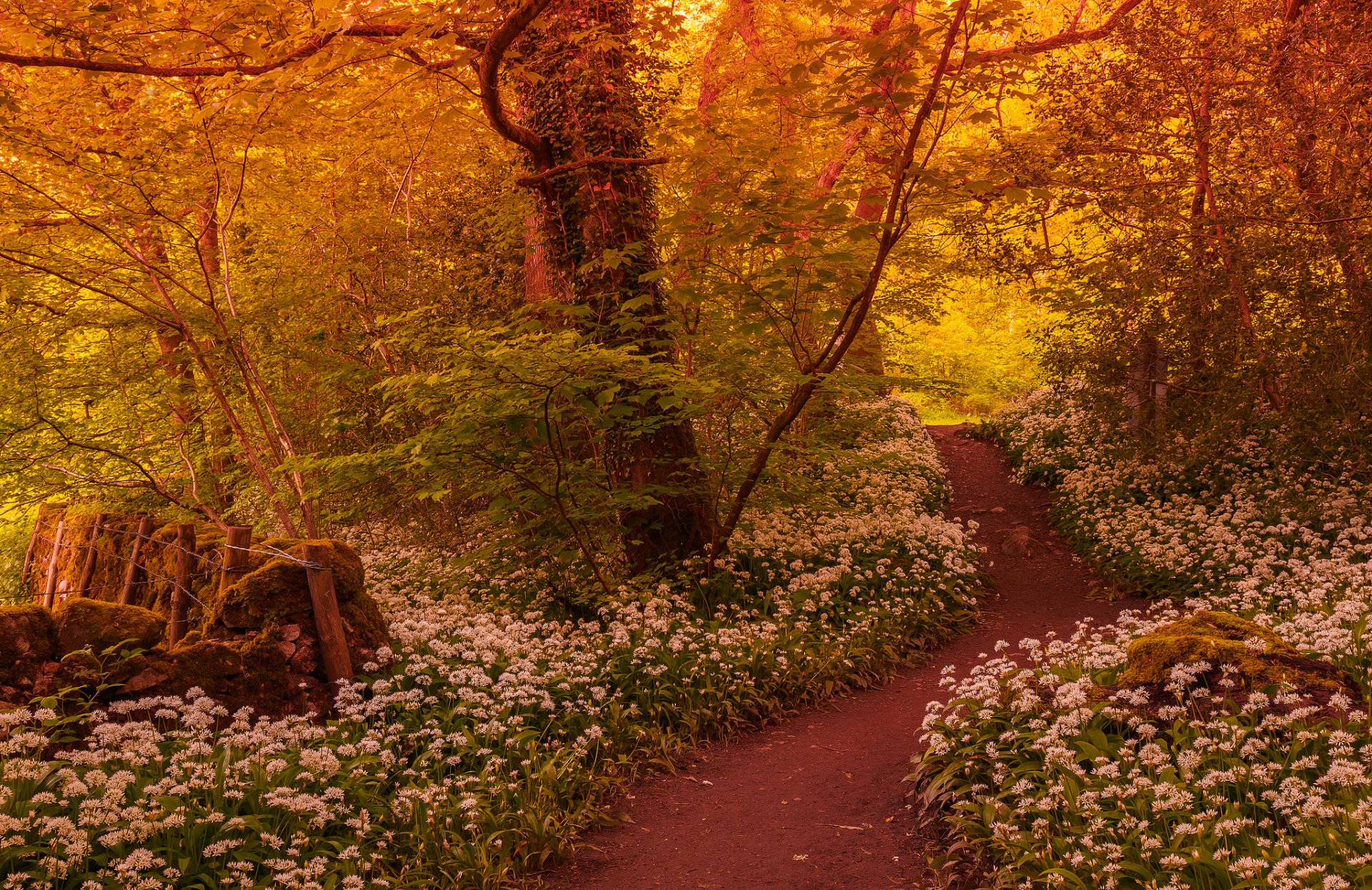 forêt sentier arbres fleurs