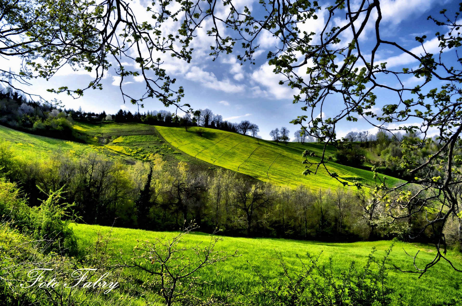 pring fields trees greenery