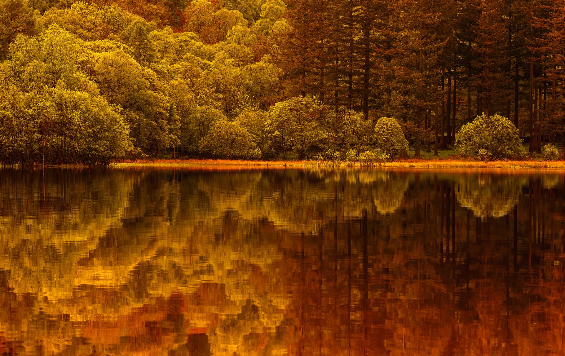 lago bosque reflexión