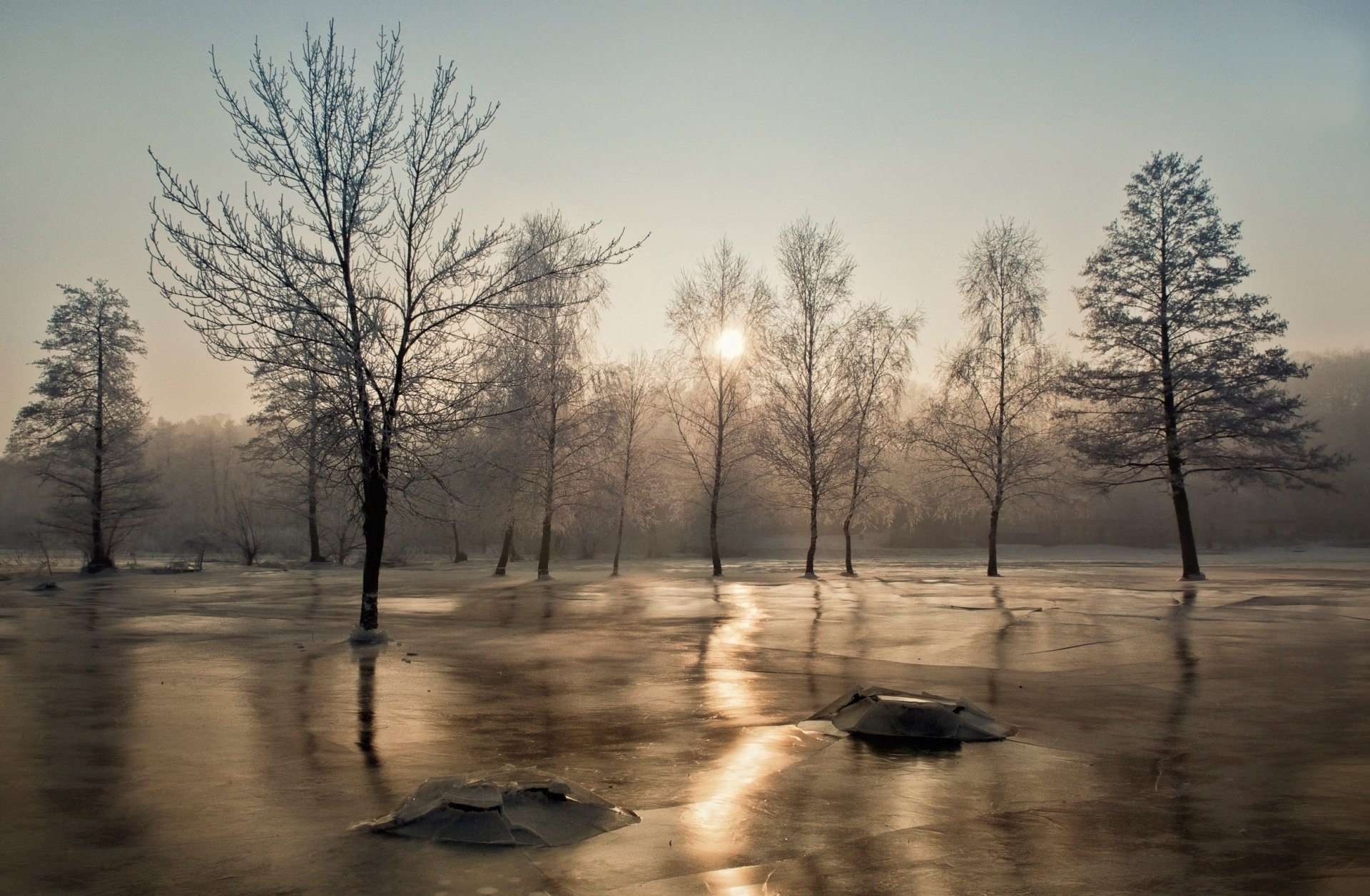 arbres gel soleil