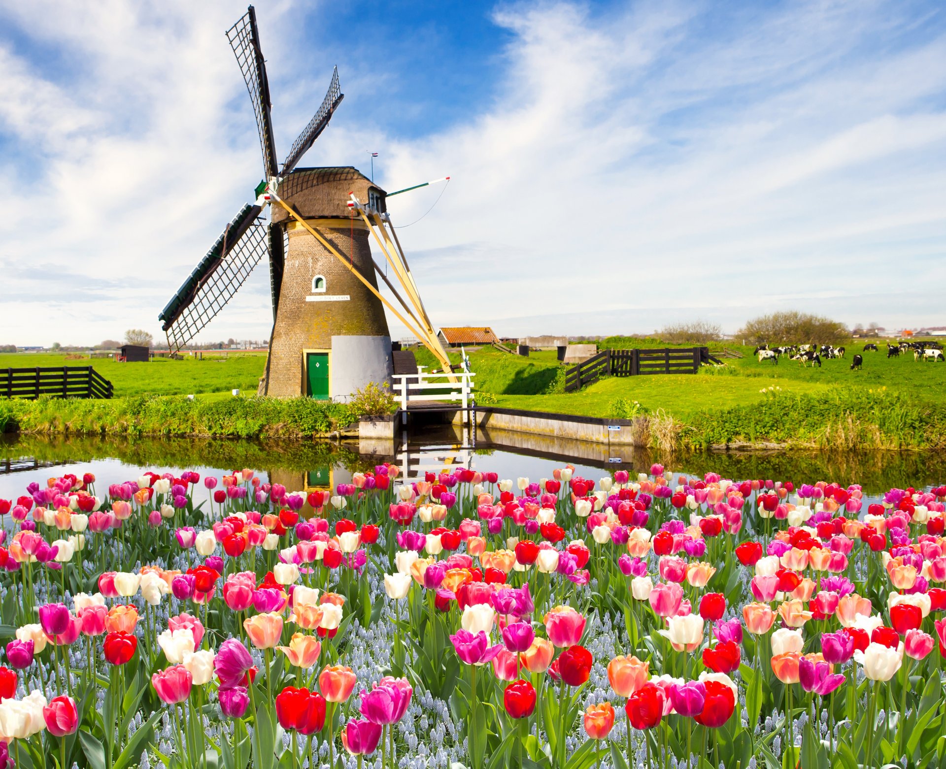 blumen tulpen landschaft natur himmel wolken frühling feld