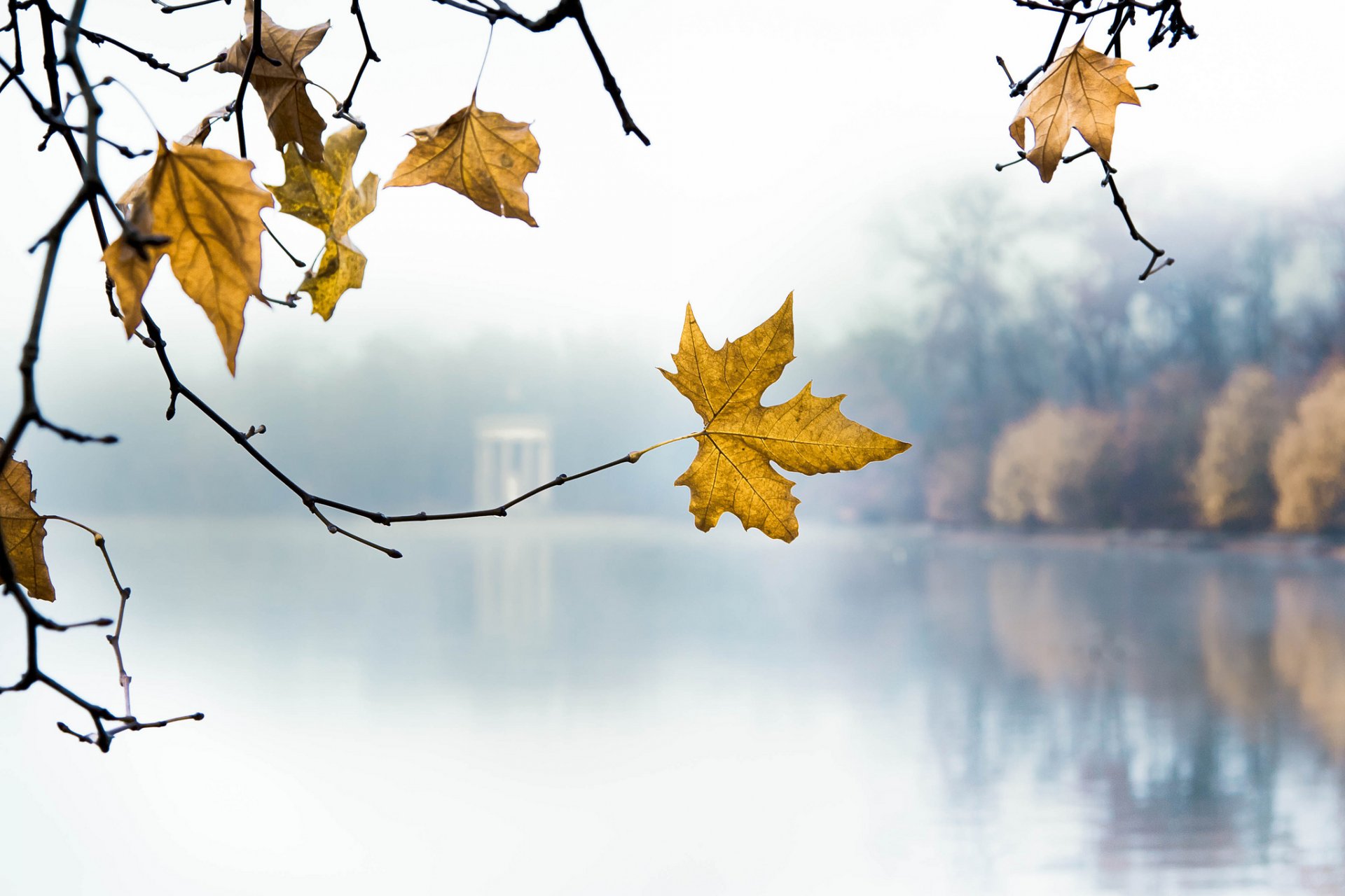 park lake morning branches leaves autumn yellow