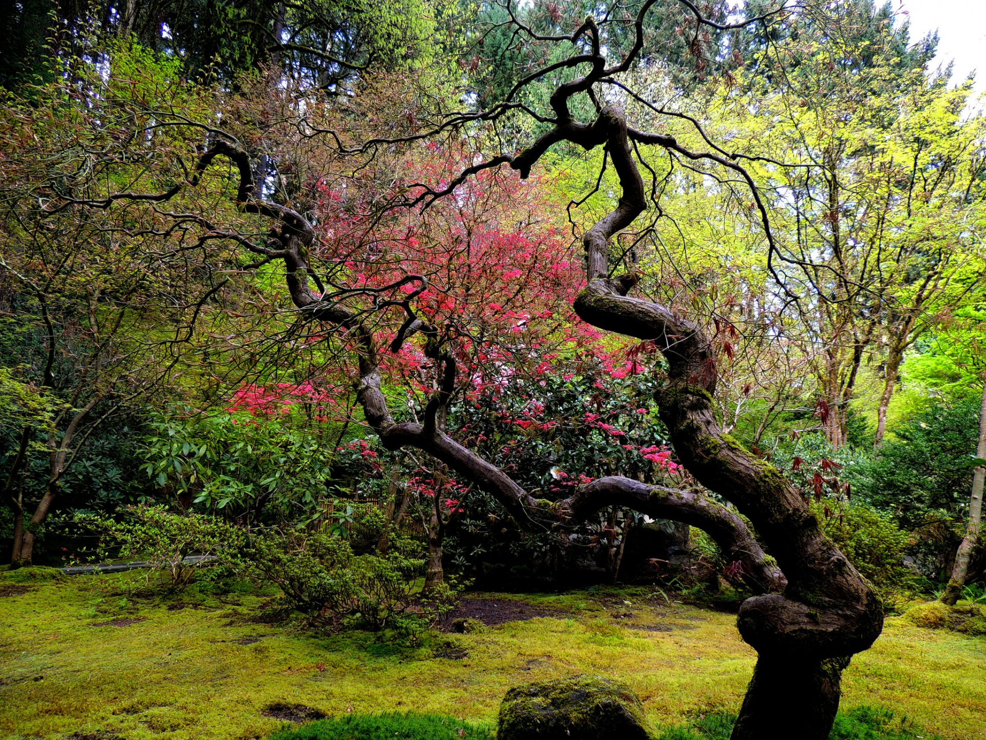 jardin japonais arbre courbé