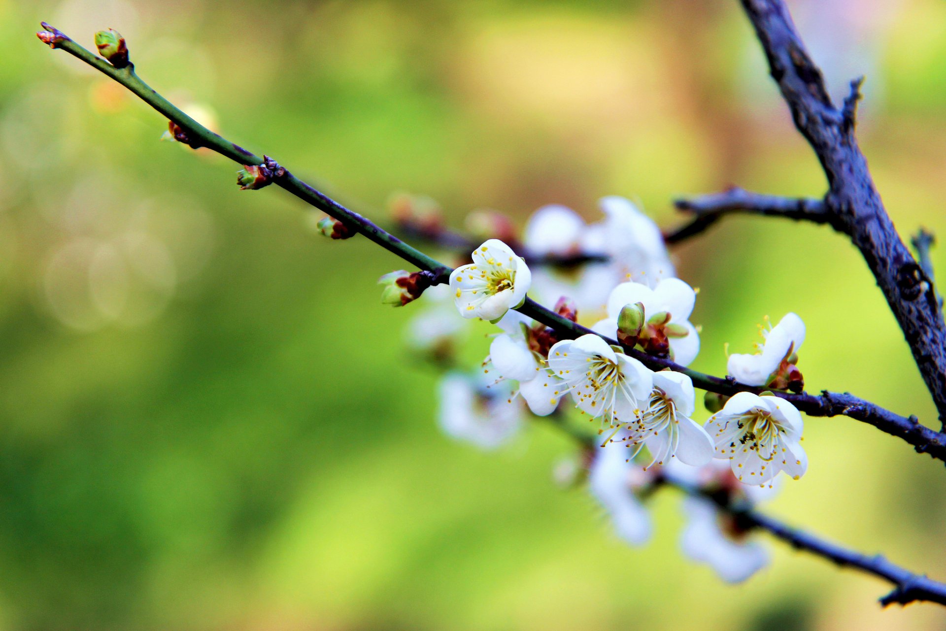 branche bourgeons fleurs blanc prune floraison printemps