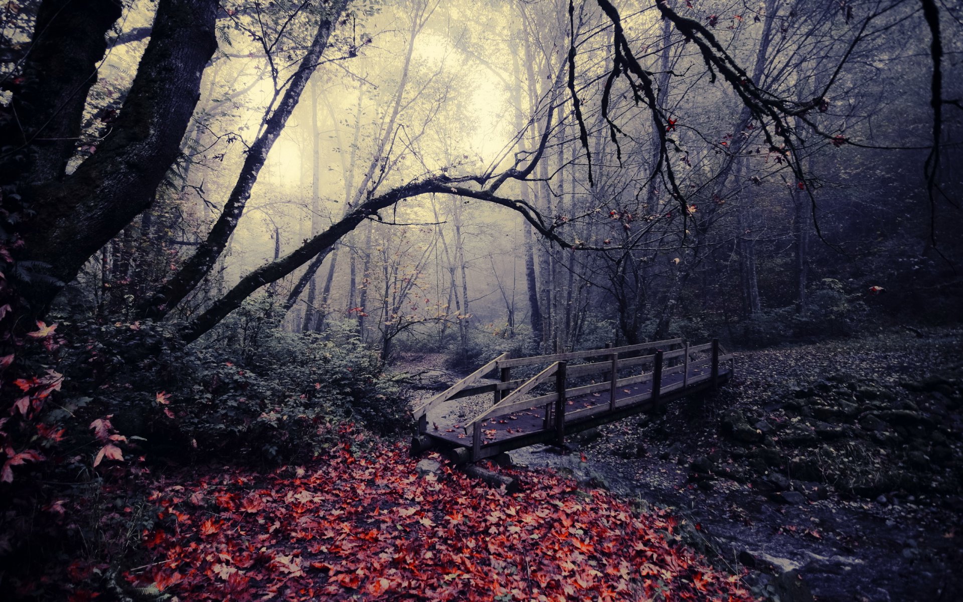 parco ponte autunno foglie natura