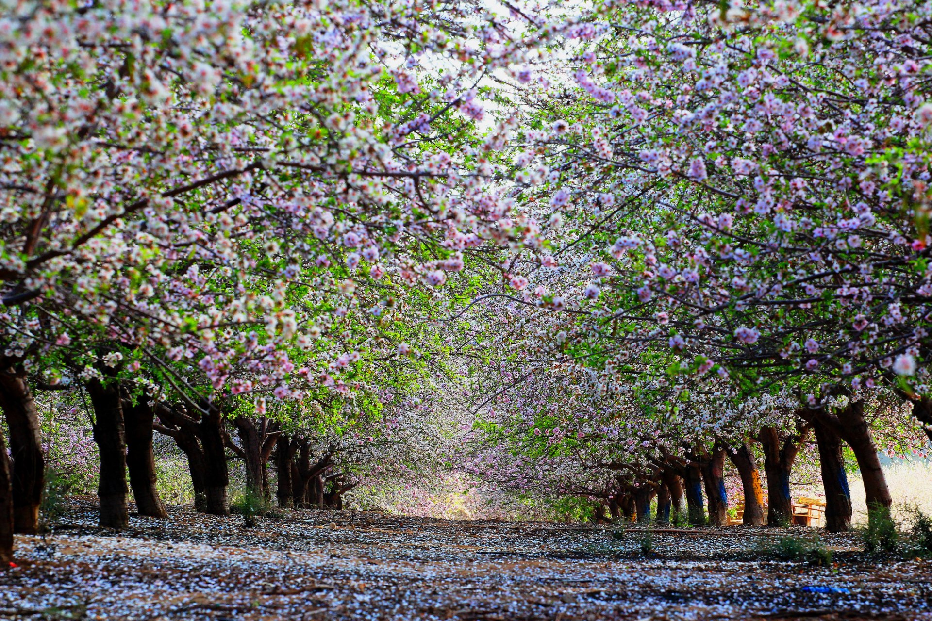 printemps arbres. cerise fleur ruelle