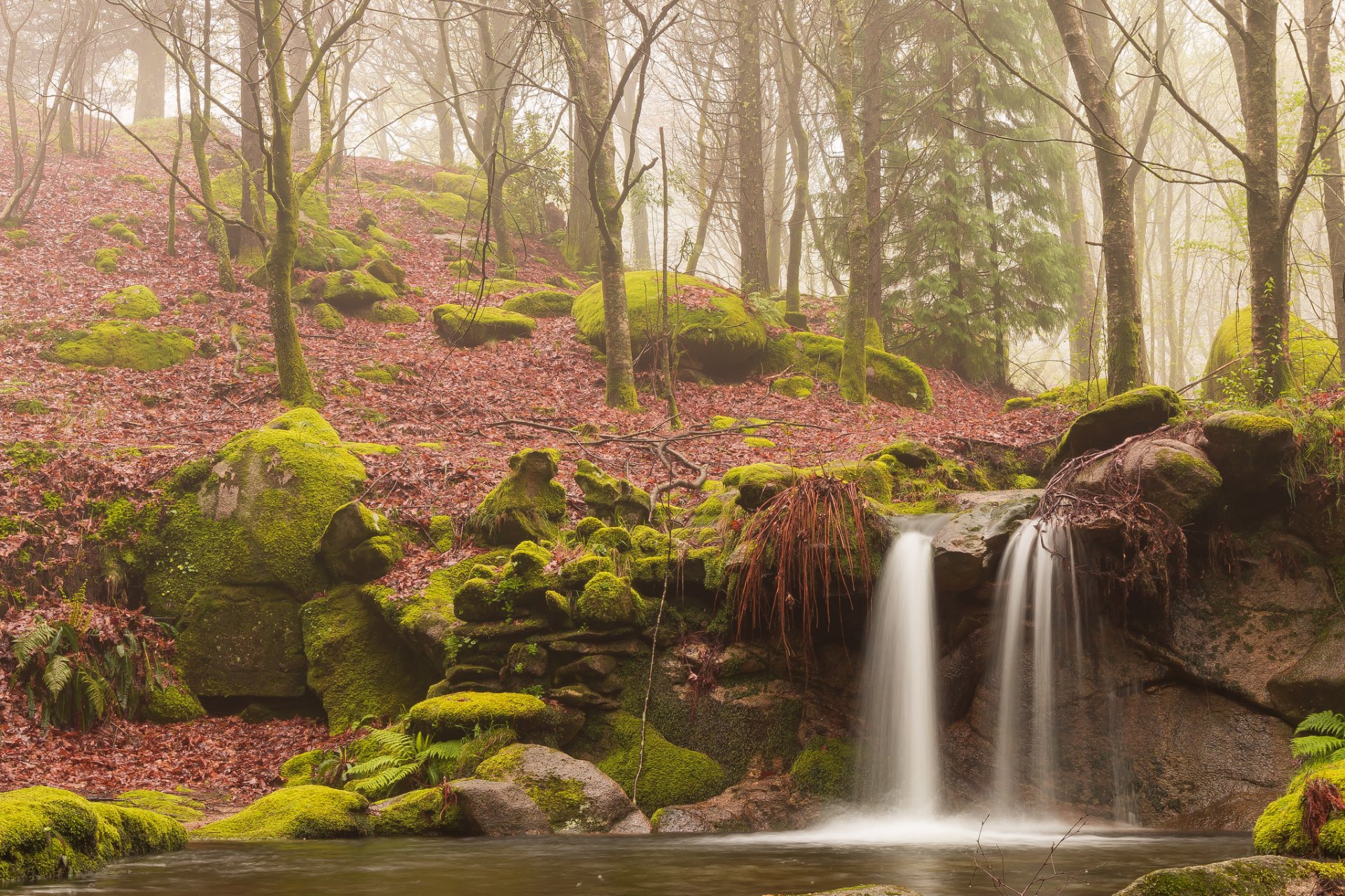 forêt brouillard mousse ruisseau cascade