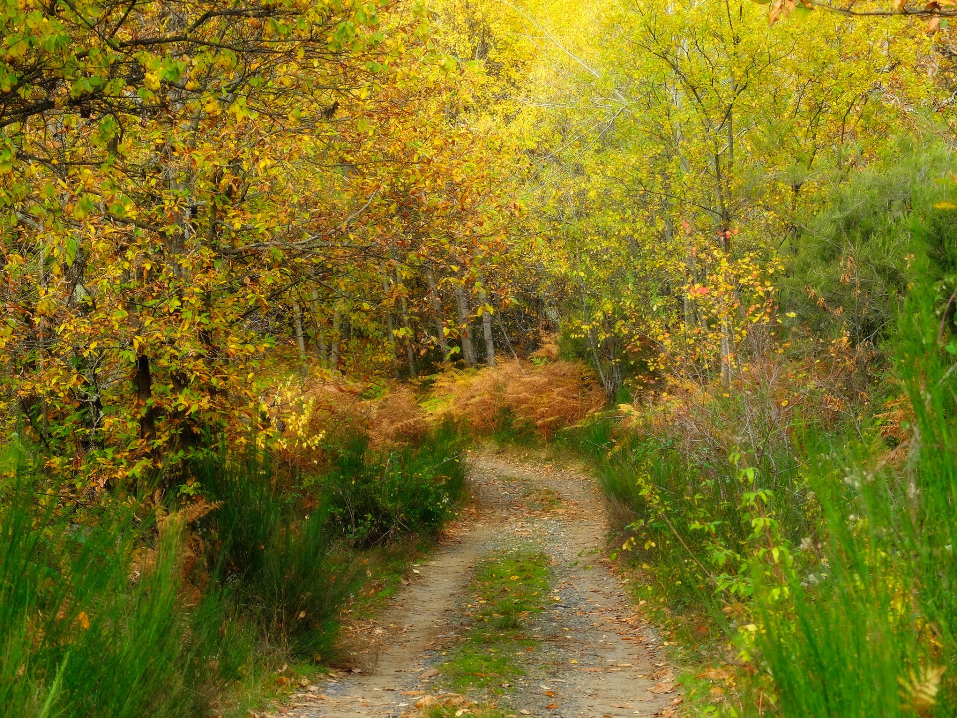 forest grass tree track autumn