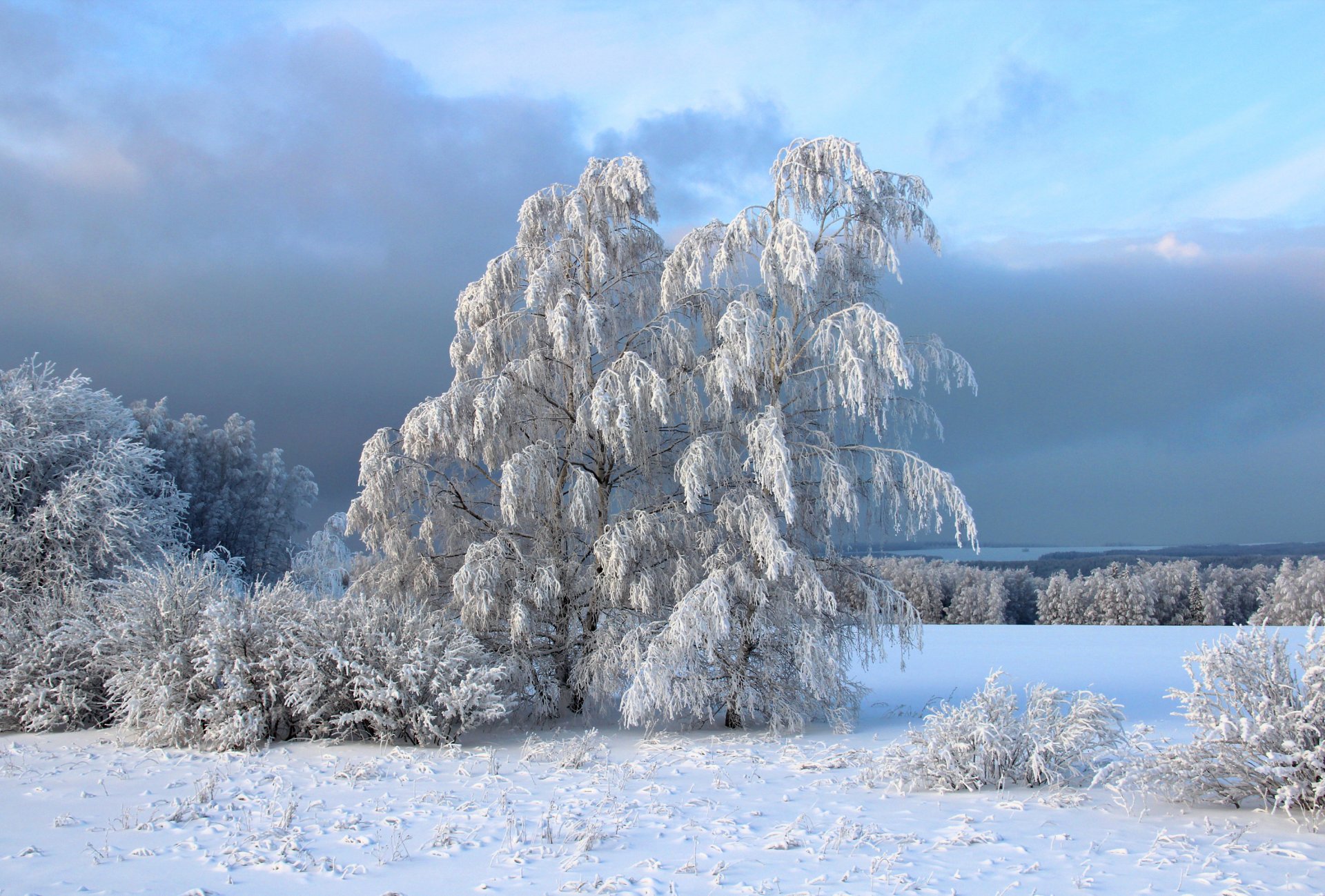 winter snow tree bush frost