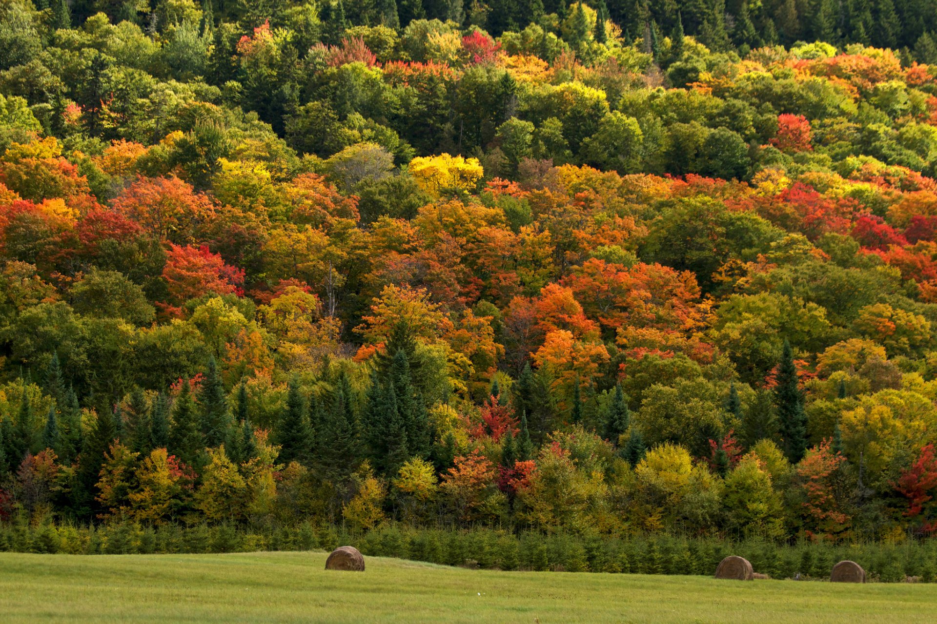 bosque árboles heno naturaleza campo otoño