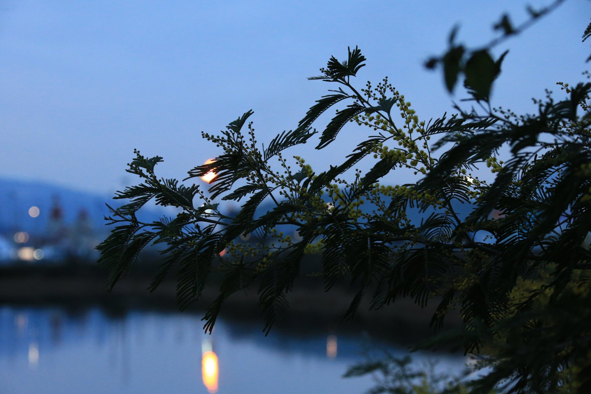 gałąź kwiaty liście bokeh soczi